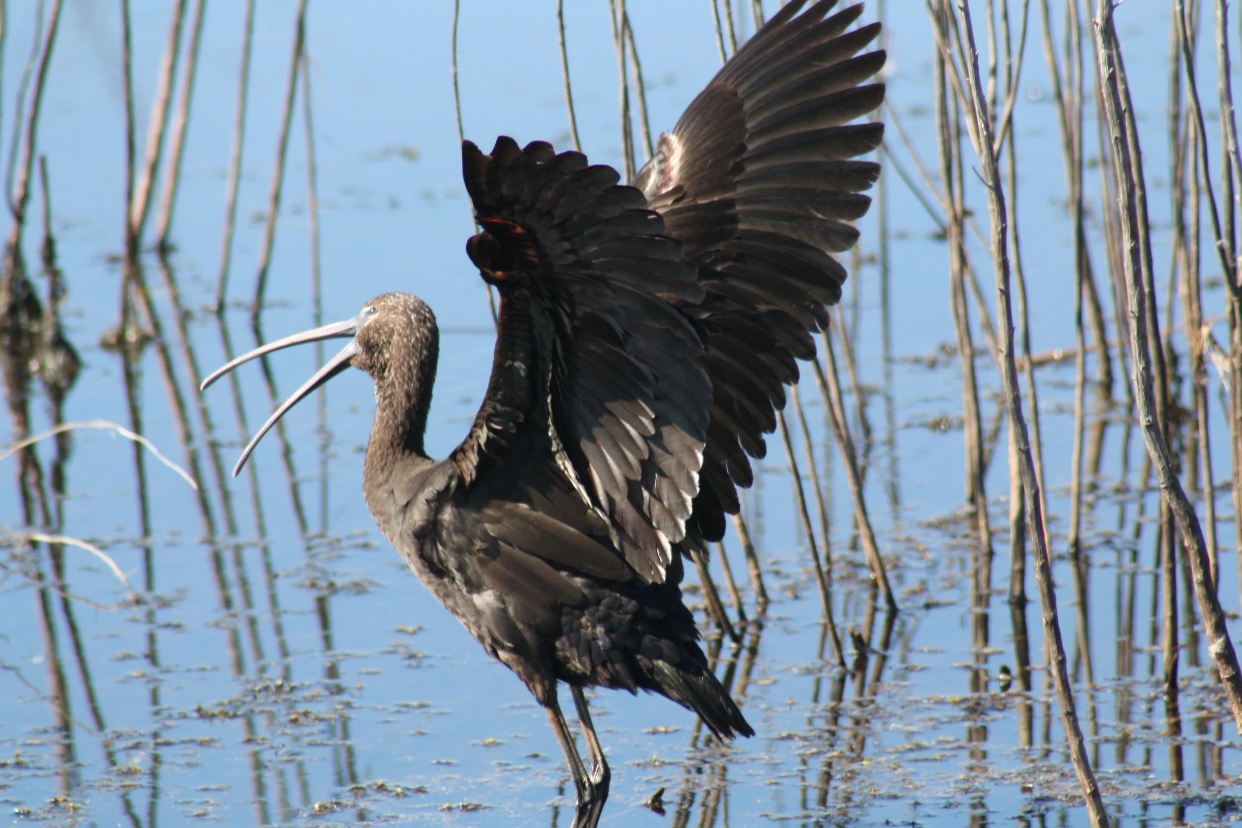 Glossy Ibis, Savannah, GA, 2026.