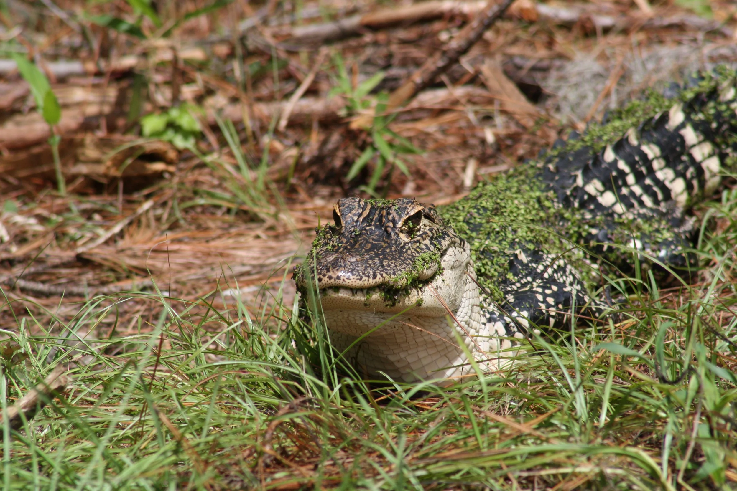 Alligator, Skidaway Island, GA, 2025.