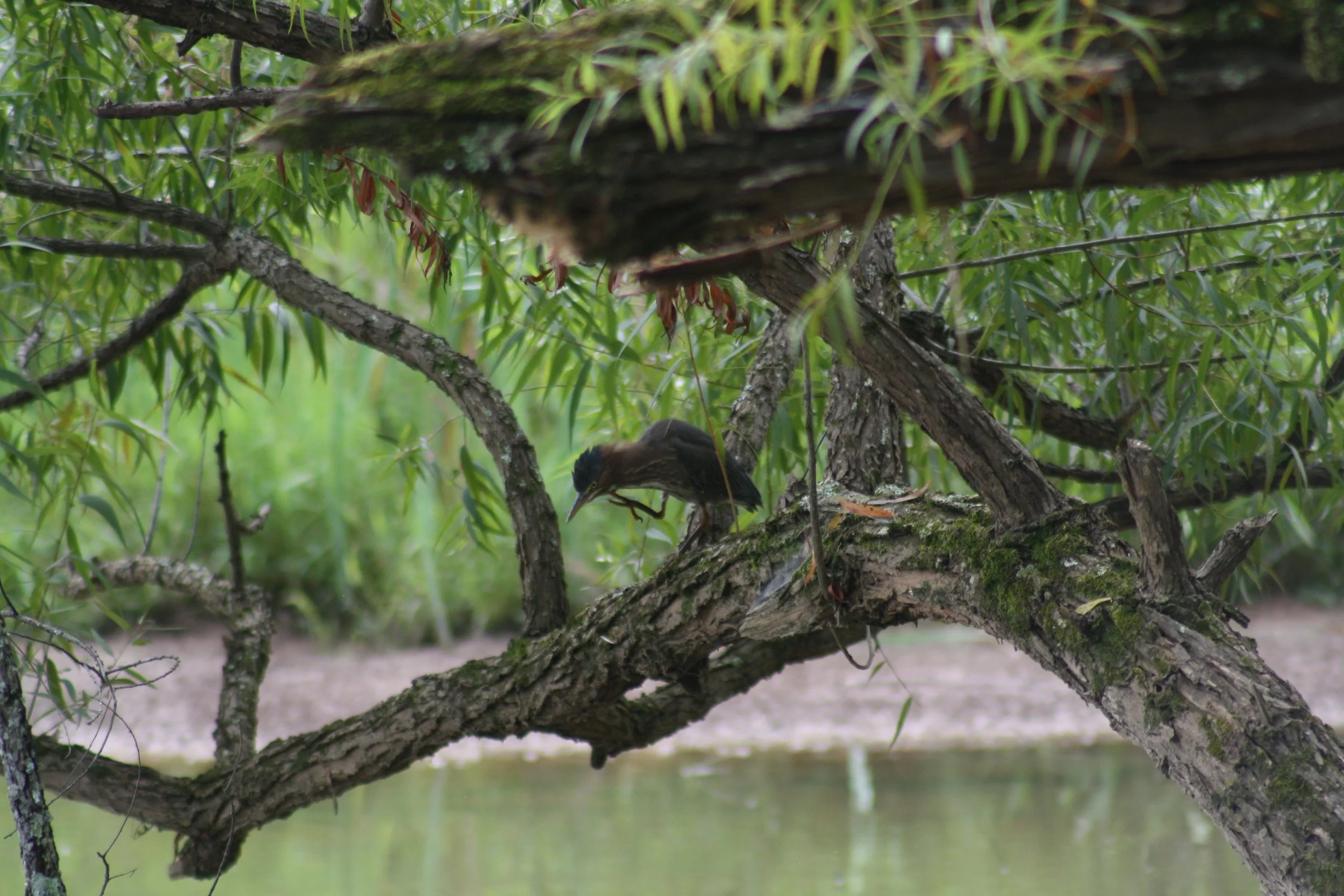 Green Heron, Suwanee, GA, 2025.