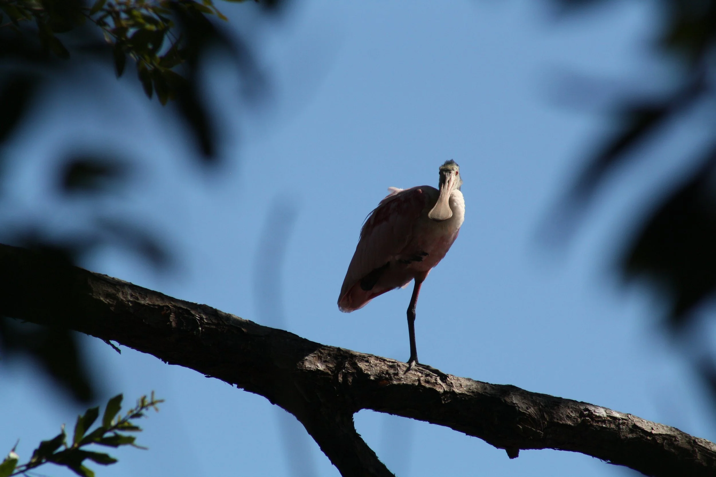 Roseate Spoonbill, Jekyll Island, GA, 2025.