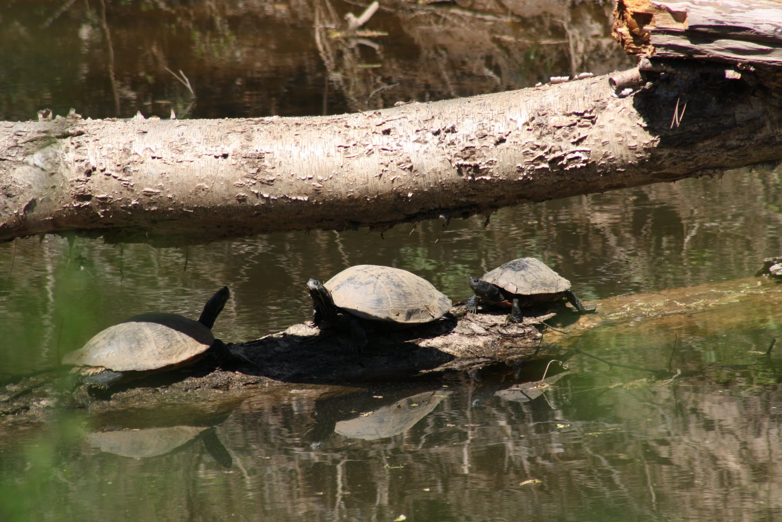 Turtle, Atlanta, GA, 2025.