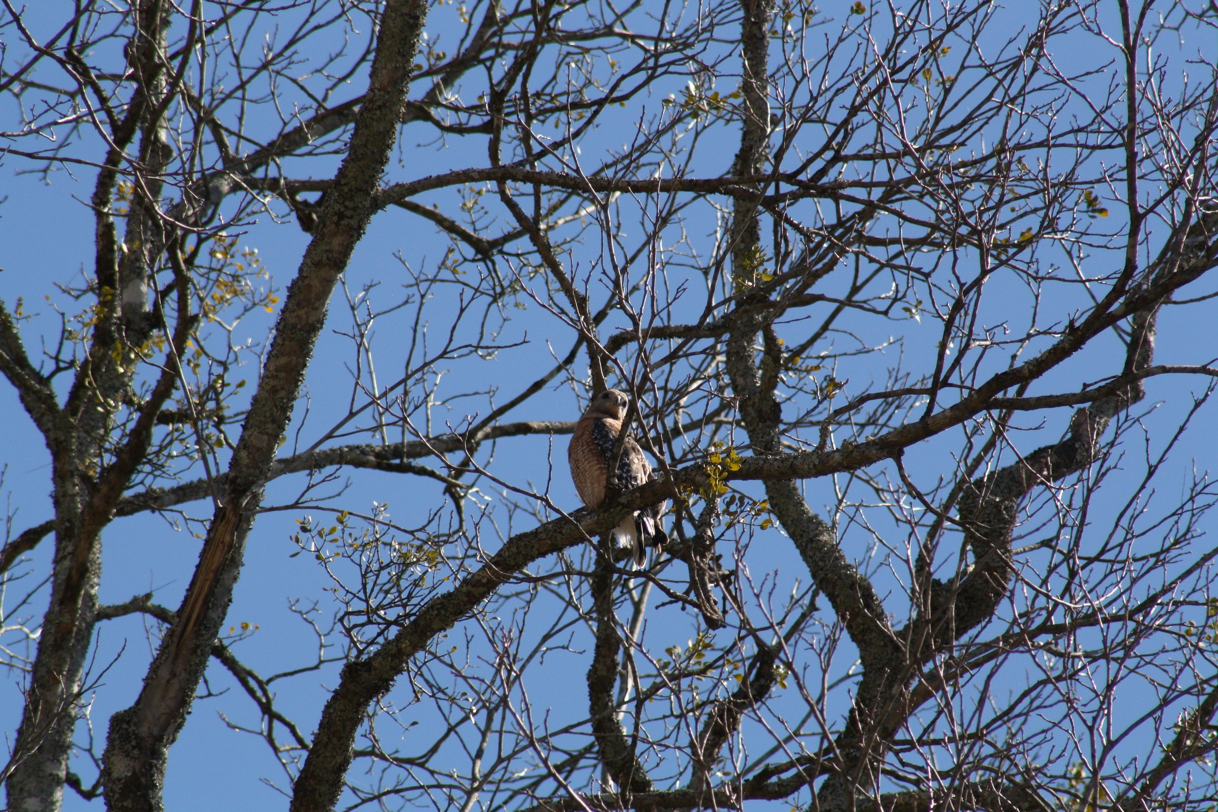 Red Shouldered Hawk, Cochran Shoals, GA, 2025.