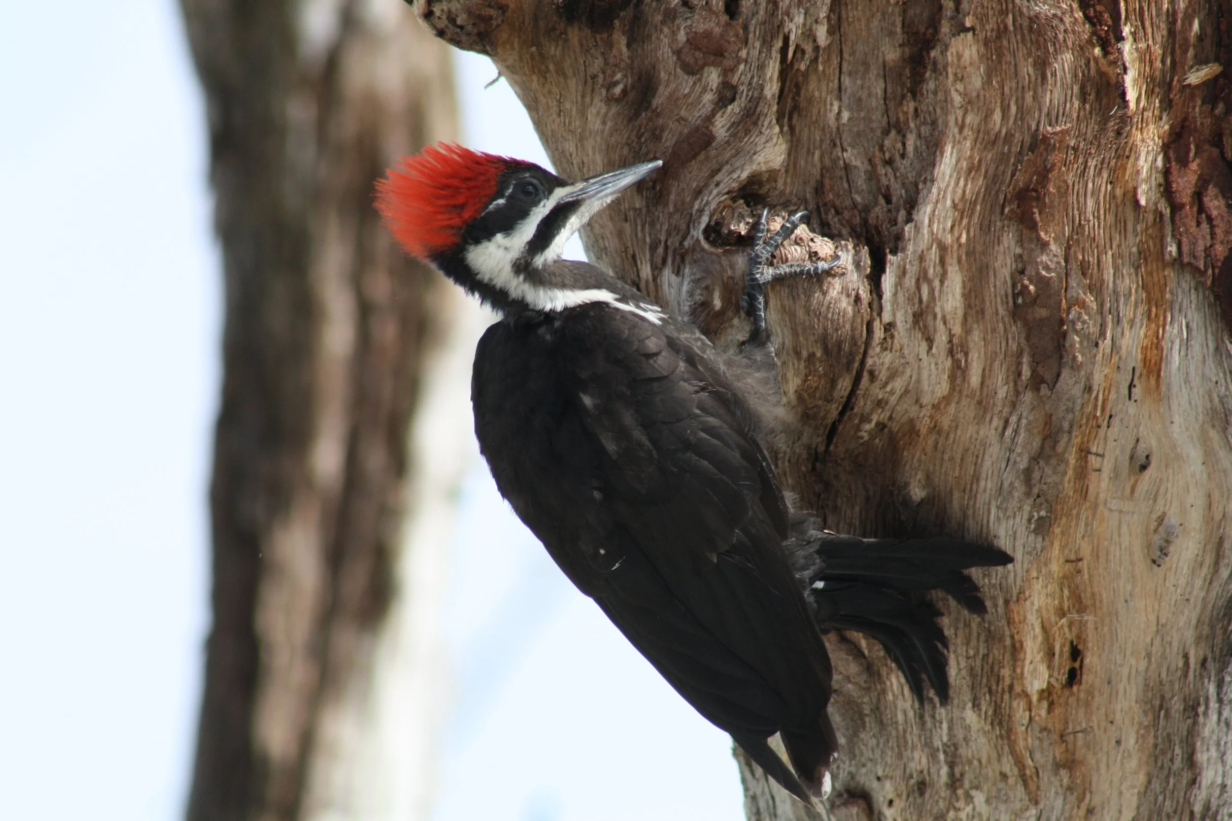 Pileated Woodpecker, Jekyll Island, GA, 2025.