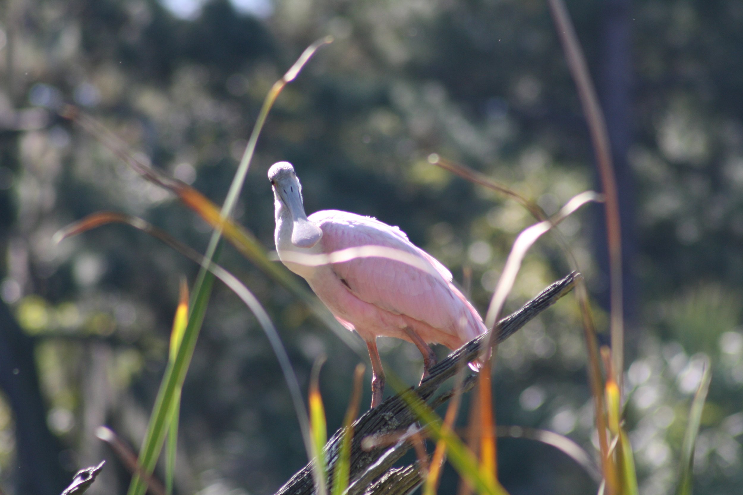 Roseate Spoonbill, Skidaway Island, GA, 2025.