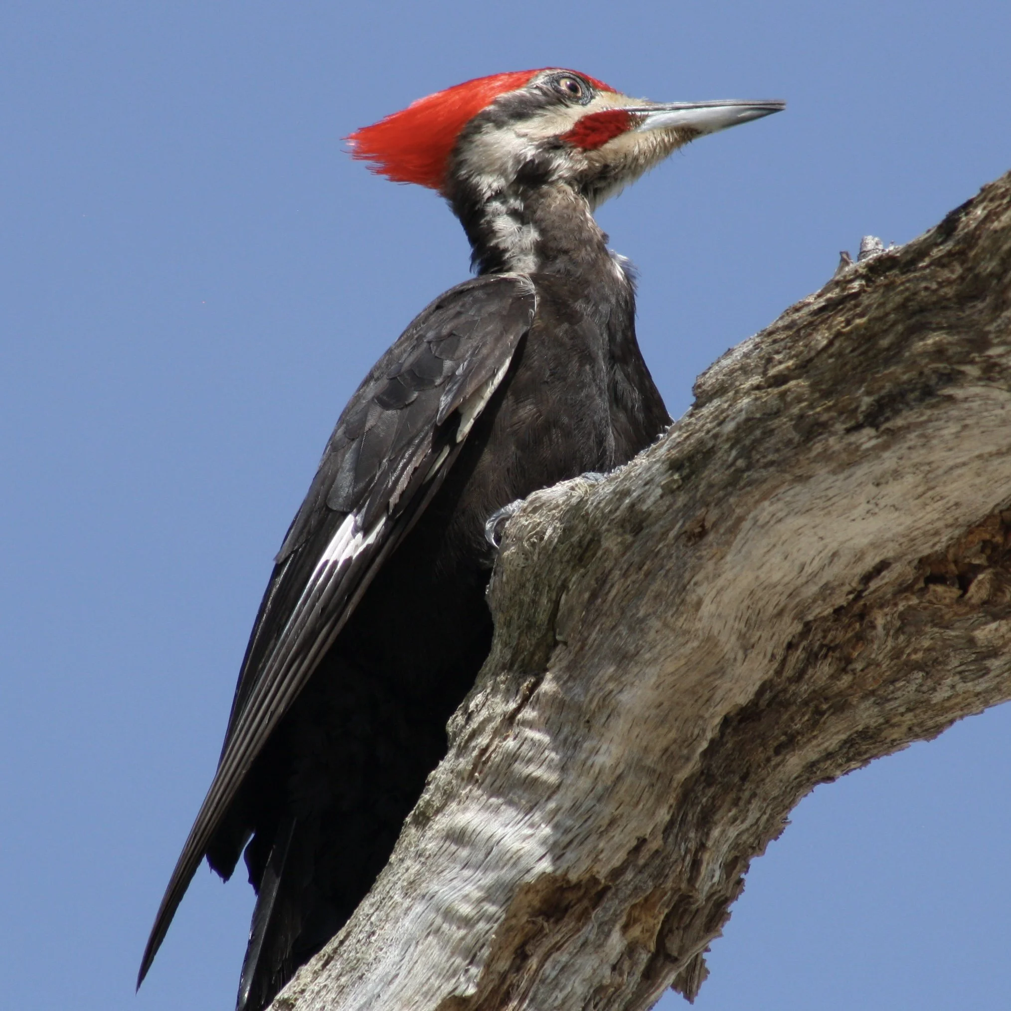 Woodpeckers