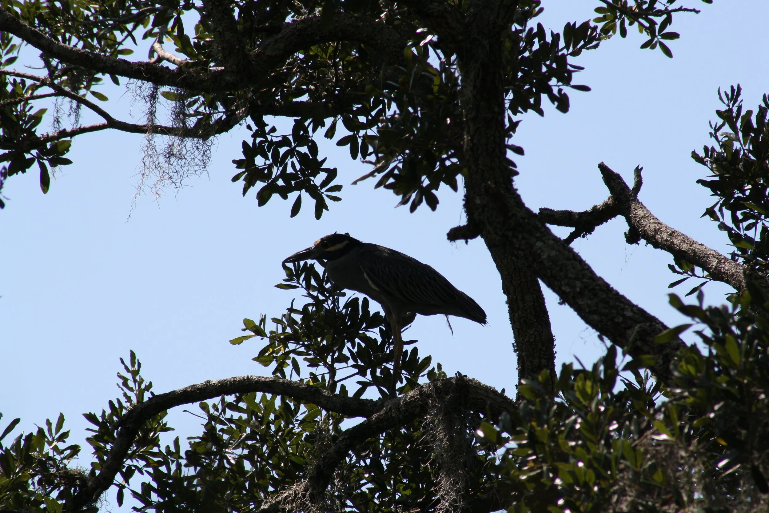 Yellow Crowned Night Heron, Skidaway Island, GA, 2025.