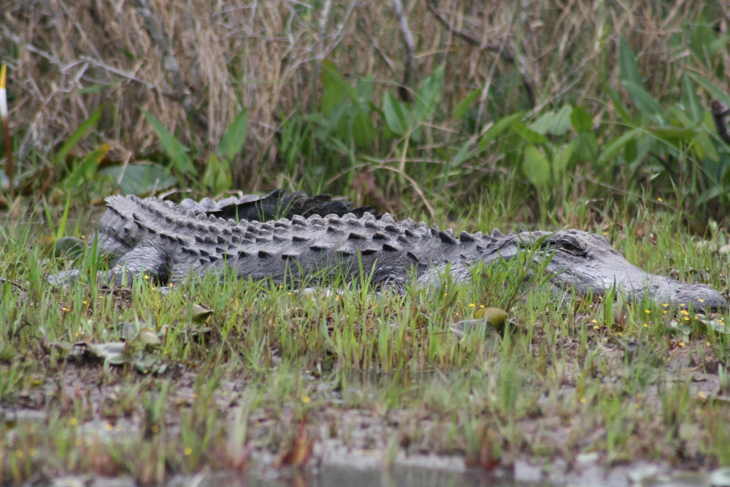 Alligator, Okefenokee Swamp, GA, 2025.