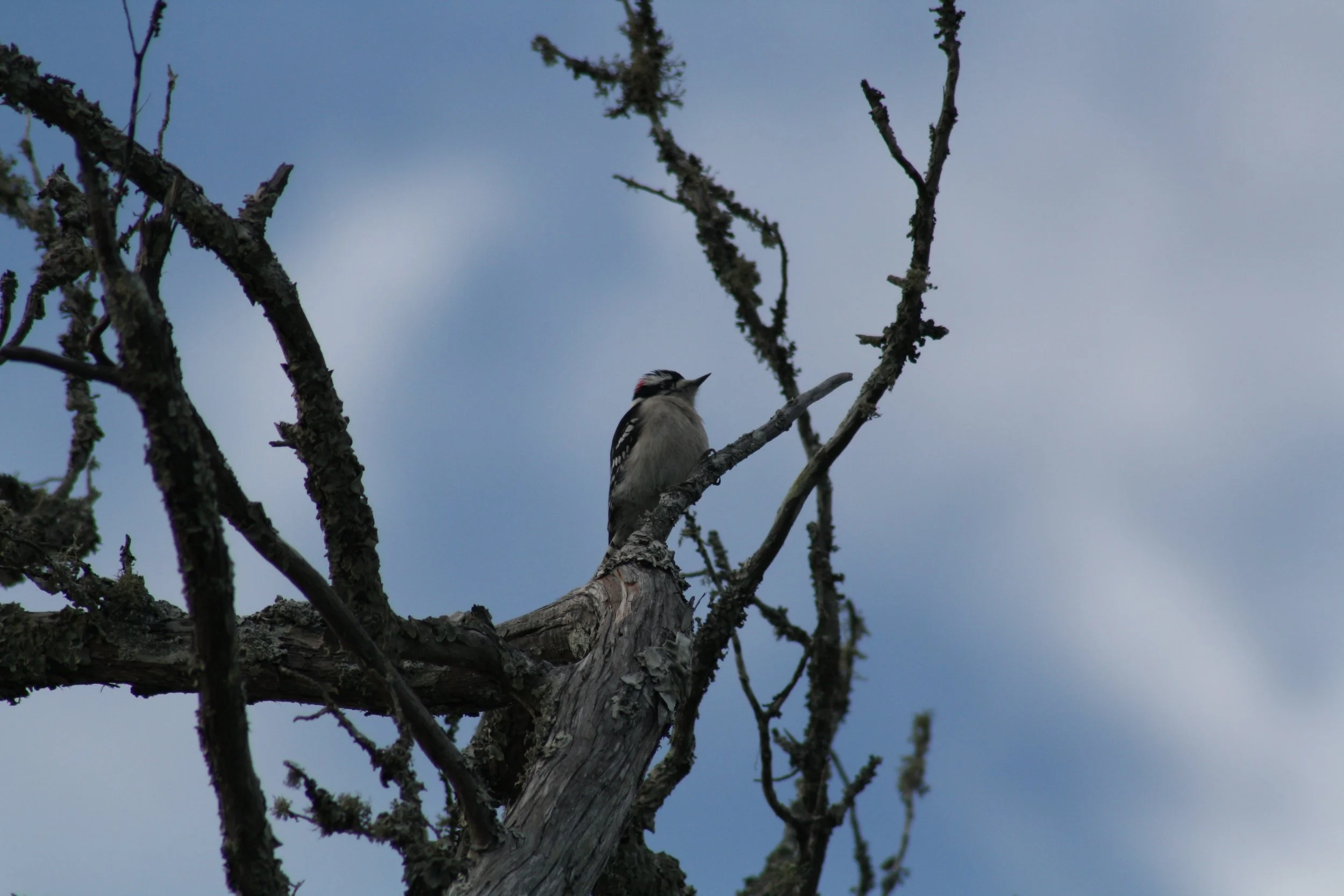 Downy Woodpecker, Jekyll Island, GA, 2026.