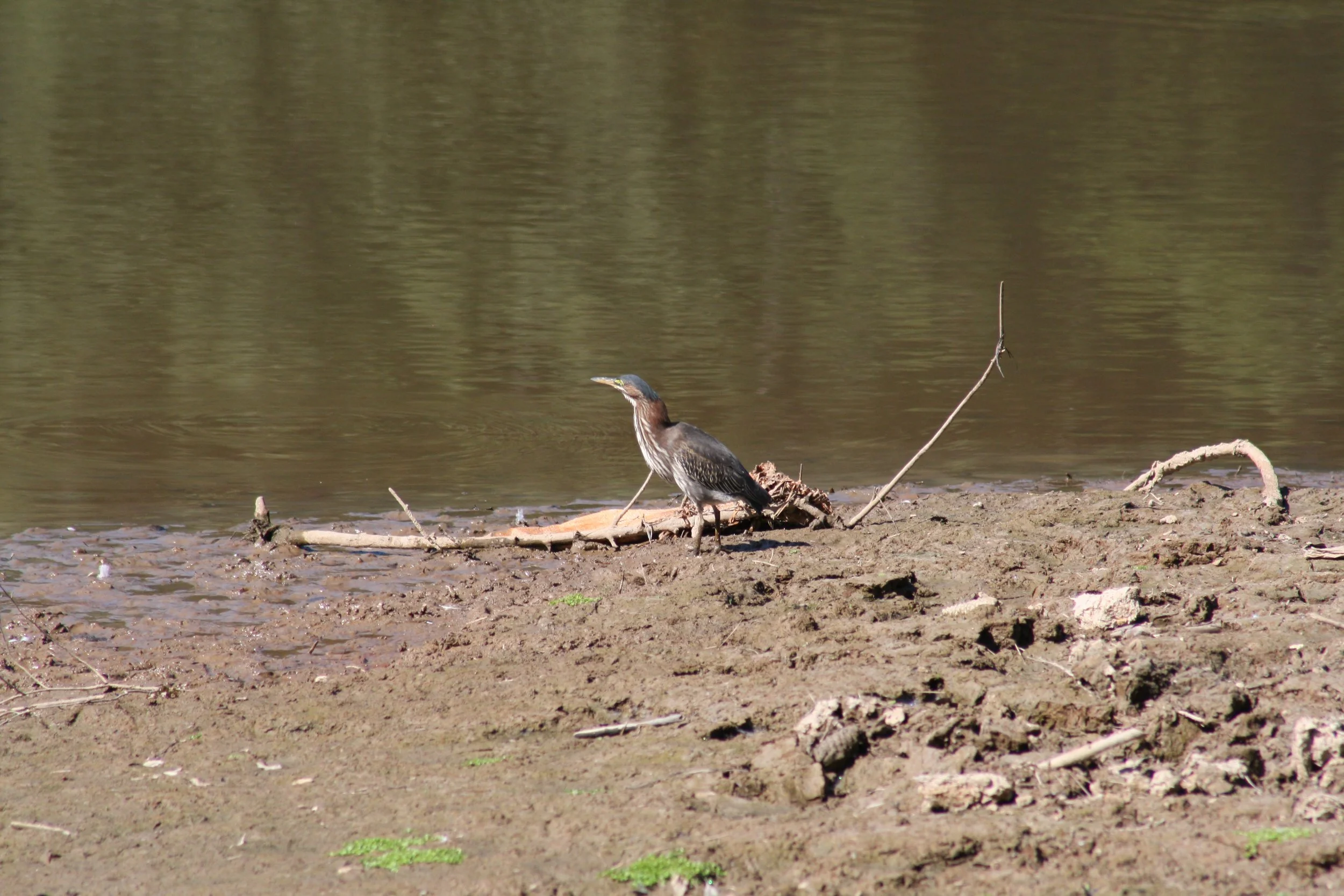 Green Heron, Atlanta, GA, 2025.