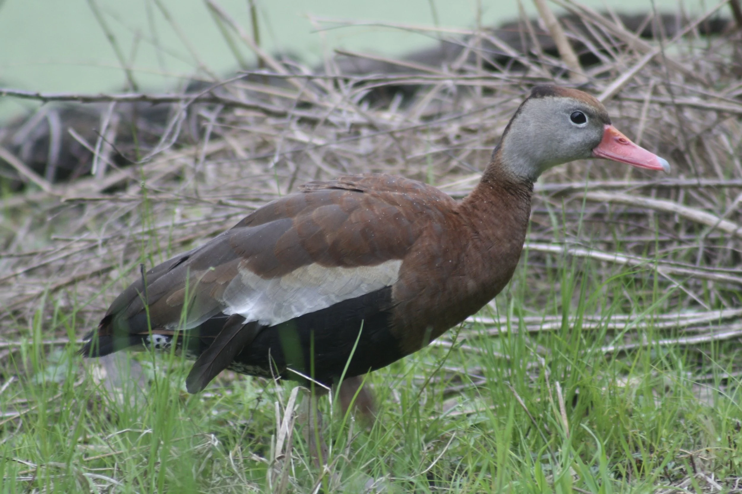 Black Bellied Whistling Duck, Hilton Head Island, SC, 2026.