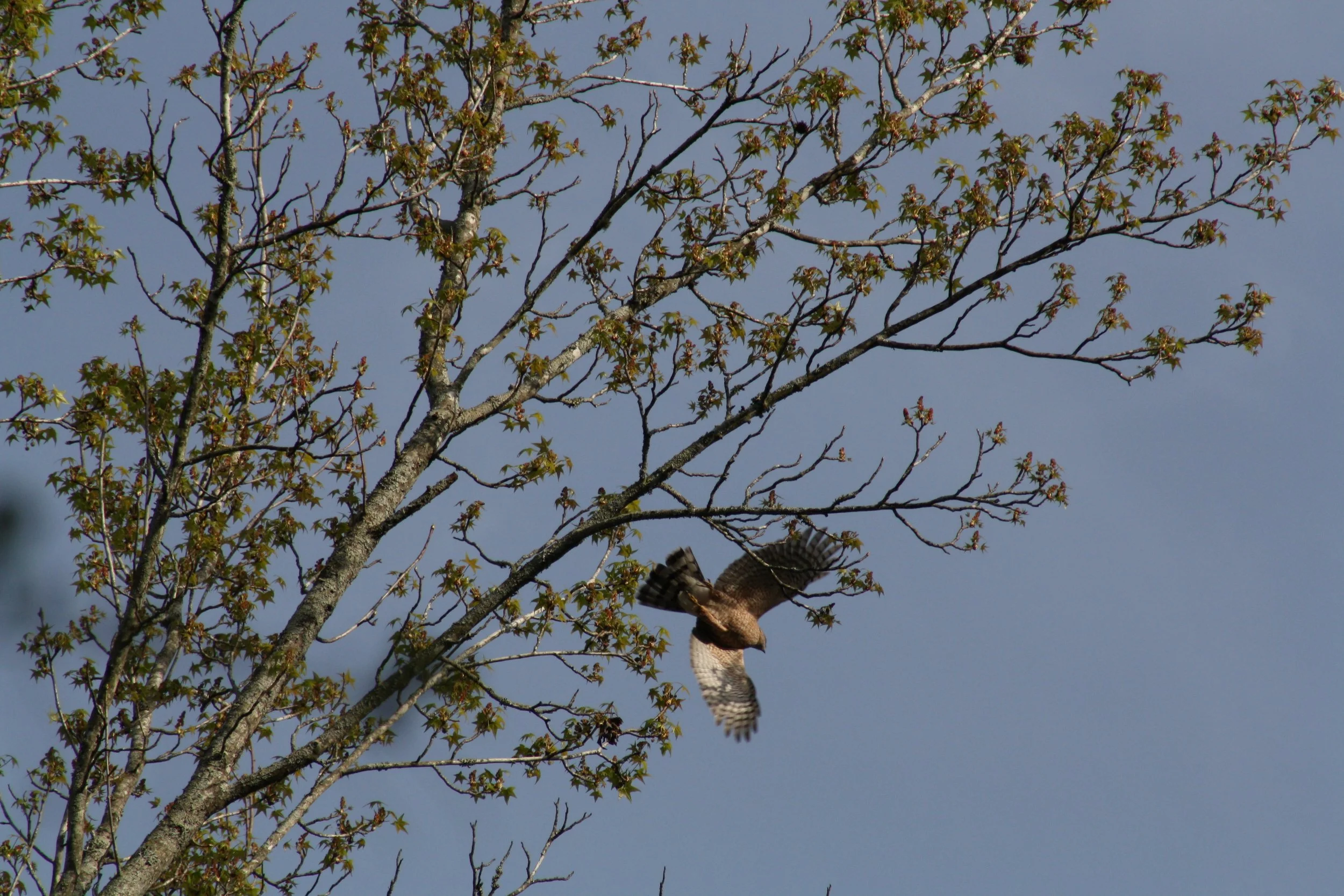 Cooper's Hawk, Atlanta, GA, 2025.