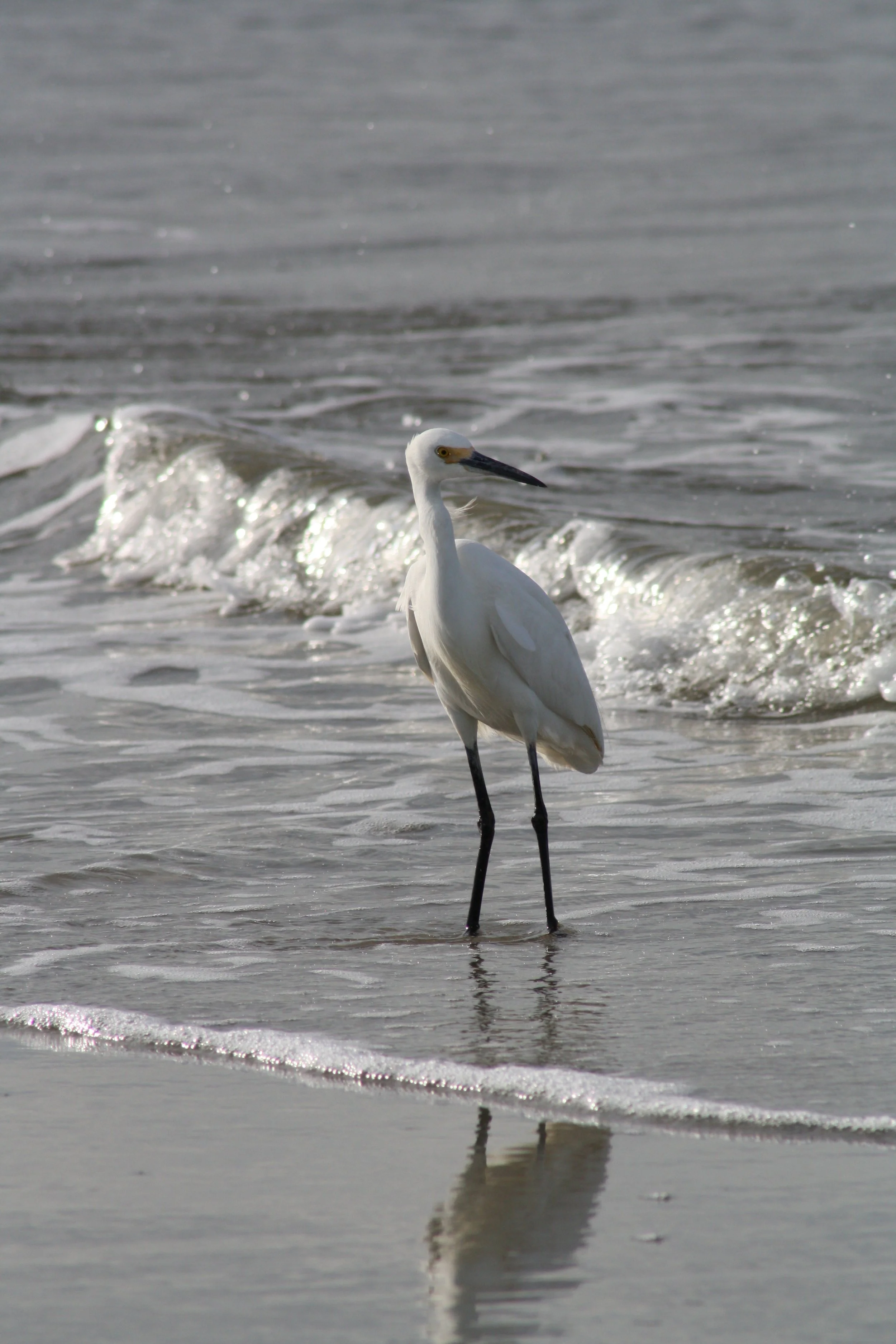 Snowy Egret, St. Simon's Island, GA, 2025.