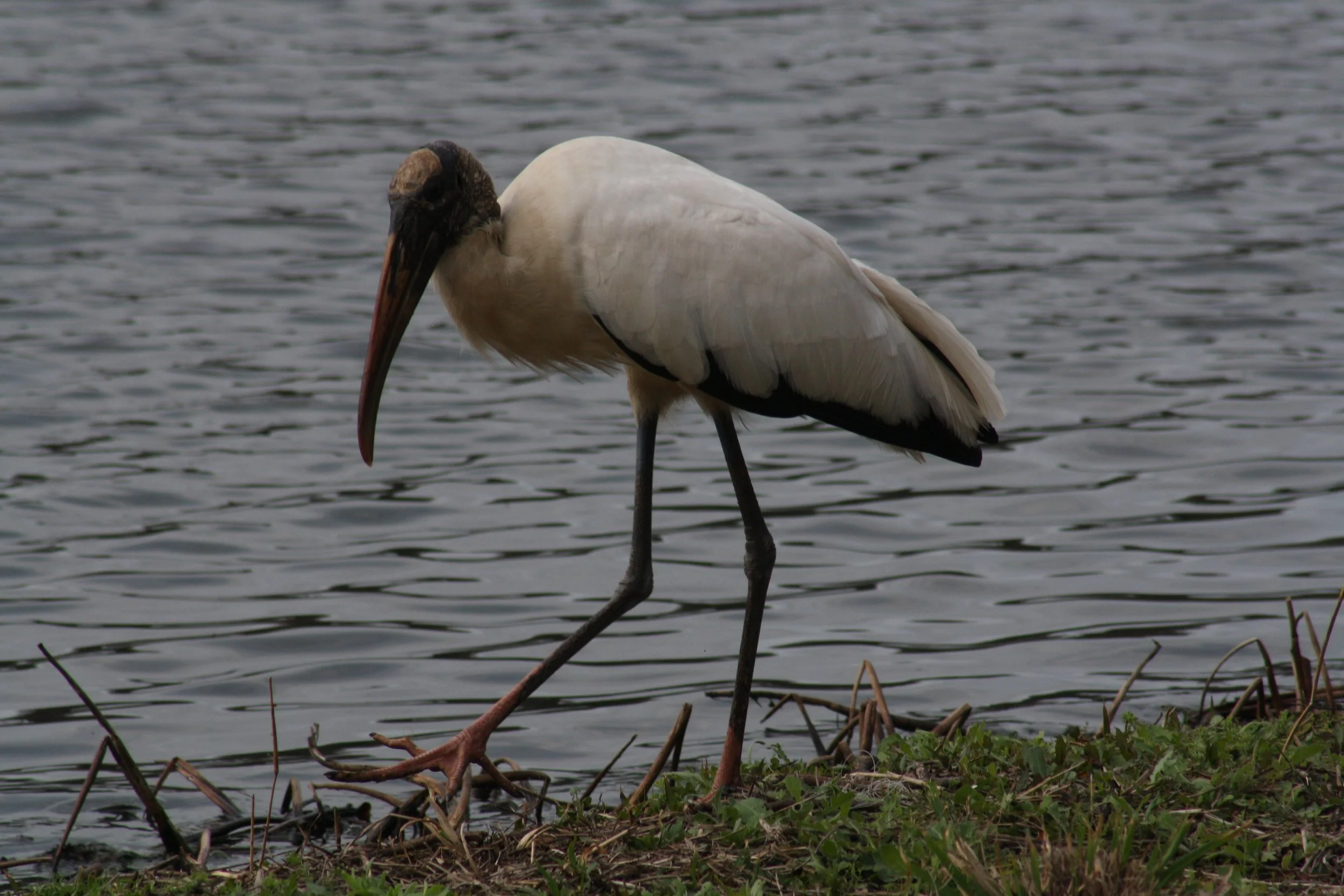 Wood Stork, Savannah, GA, 2026.