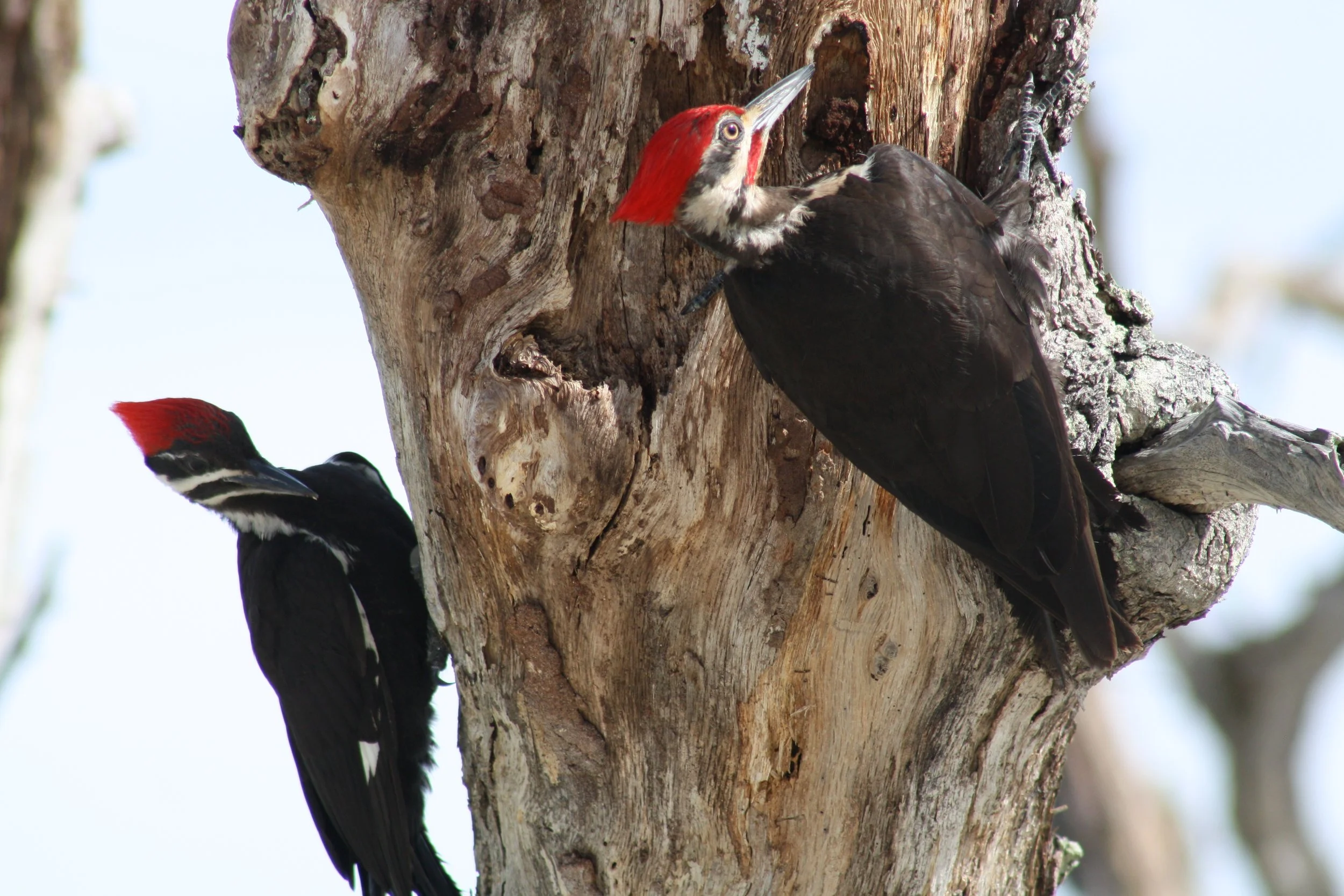 Pileated Woodpecker, Jekyll Island, GA, 2025.