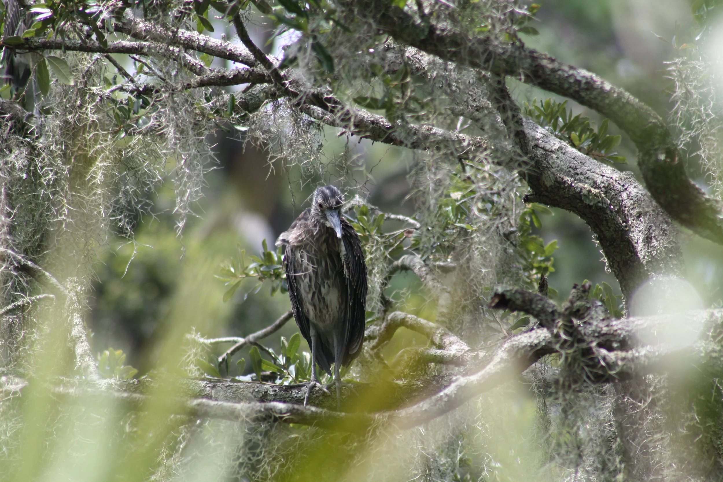 Yellow Crowned Night Heron, Skidaway Island, GA, 2025.