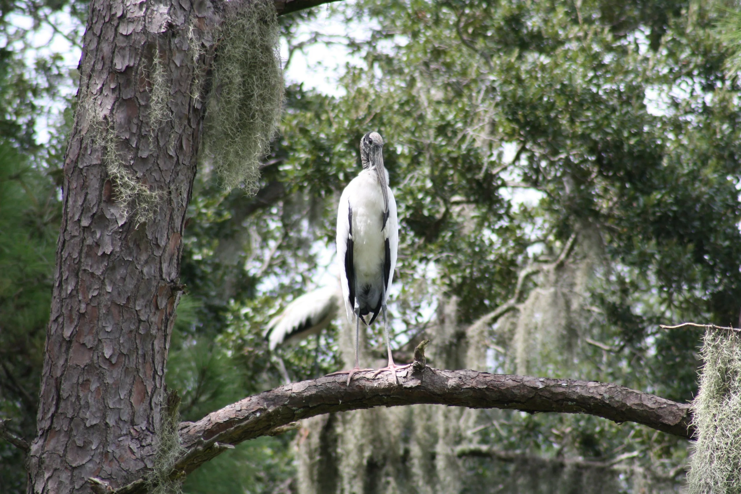 Wood Stork, Skidaway Island, GA, 2025.