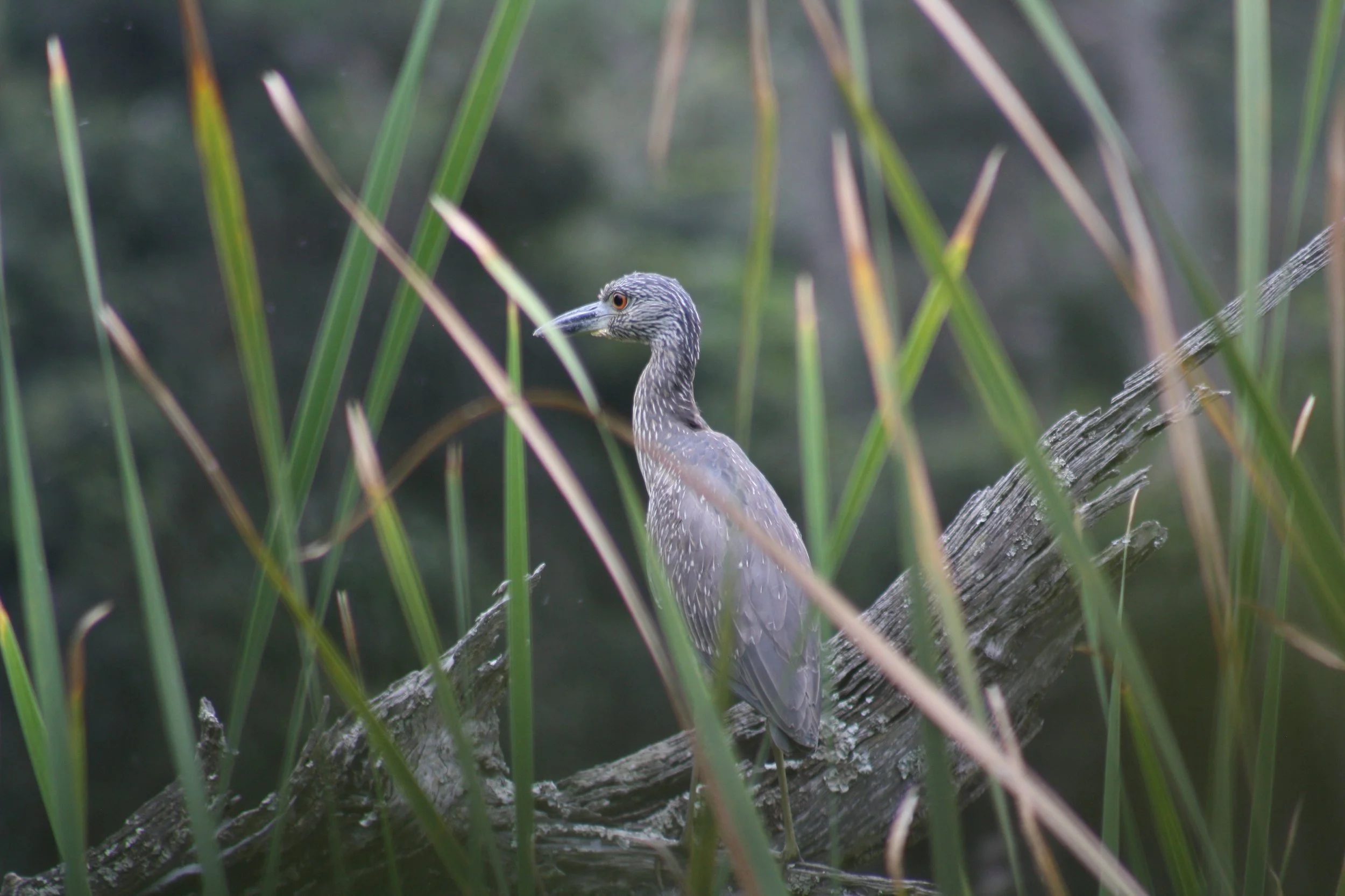 Yellow Crowned Night Heron, Skidaway Island, GA, 2025.
