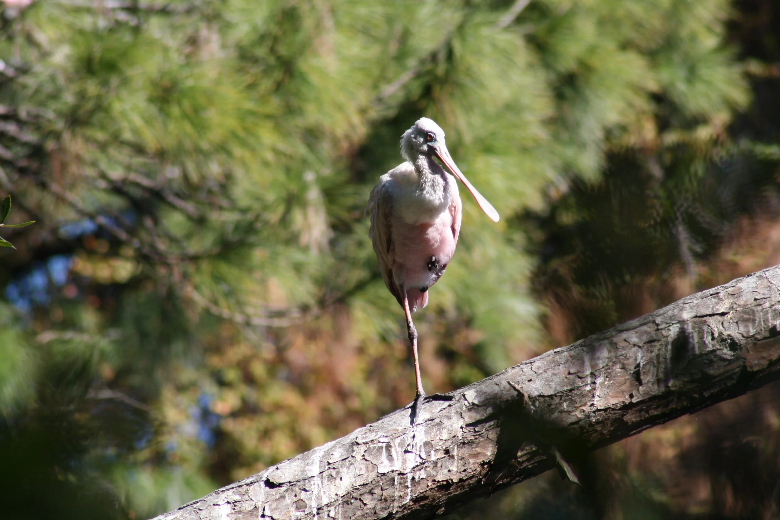 Roseate Spoonbill, Jekyll Island, GA, 2025.