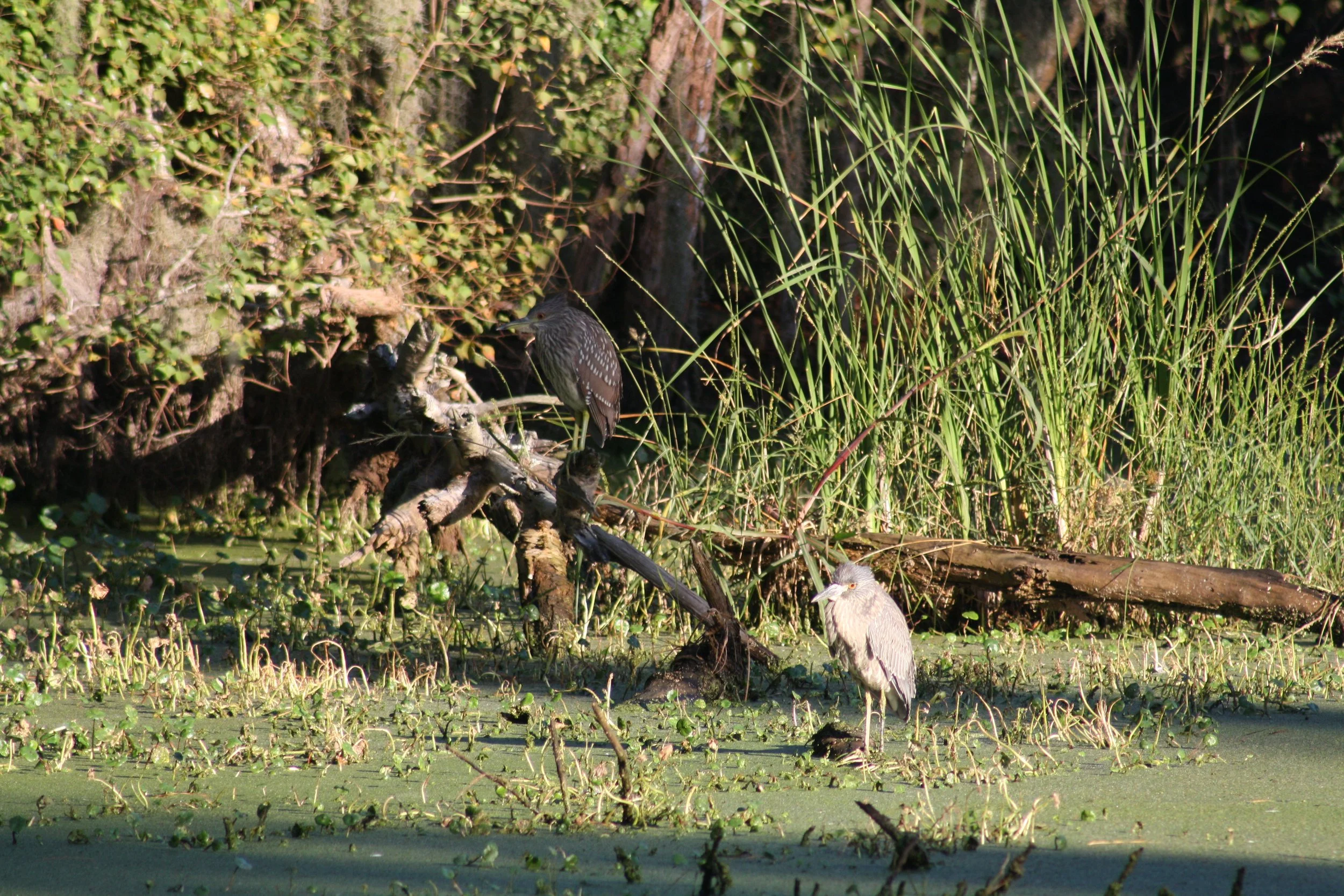 Black Crowned Night Heron, Skidaway Island, GA, 2025.