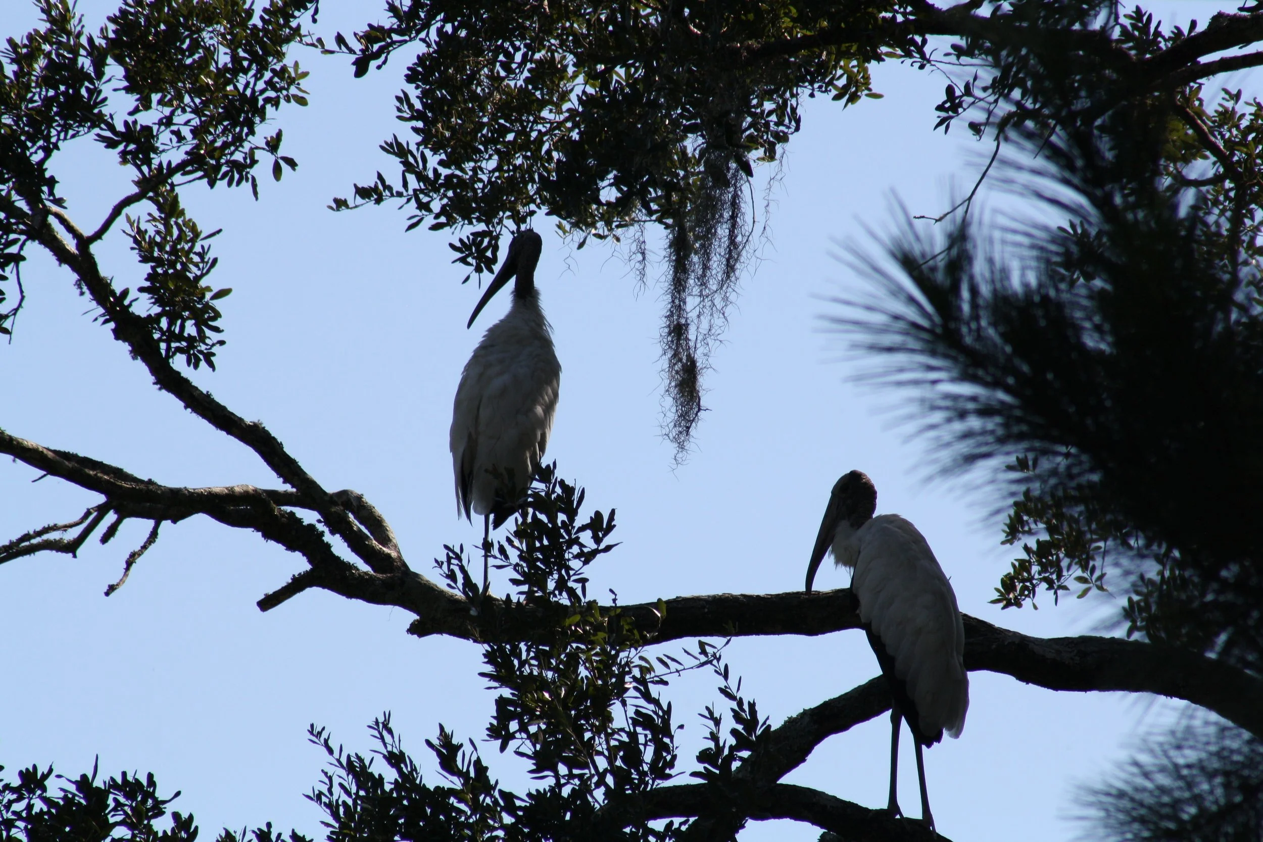 Wood Stork, Skidaway Island, GA, 2025.