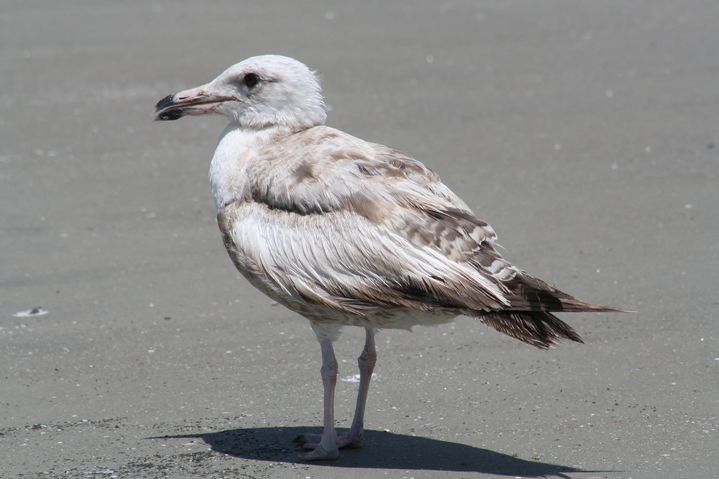 Ring Billed Gull, Jekyll Island, GA, 2025.