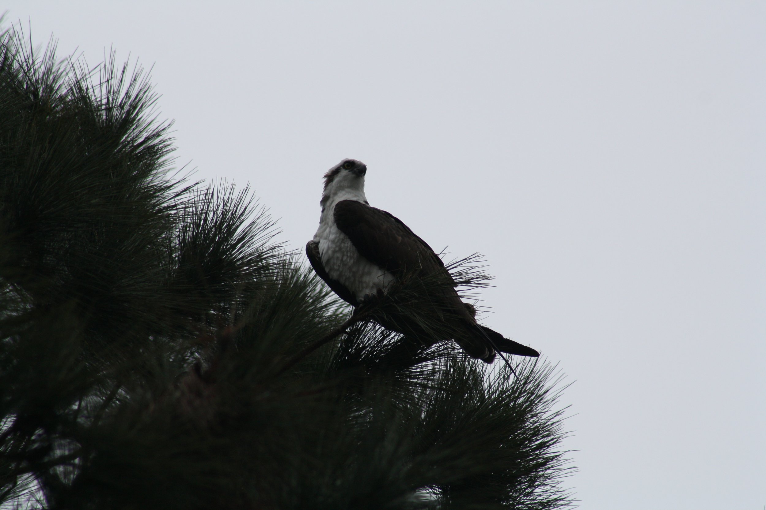 Osprey, Savannah, GA, 2026.