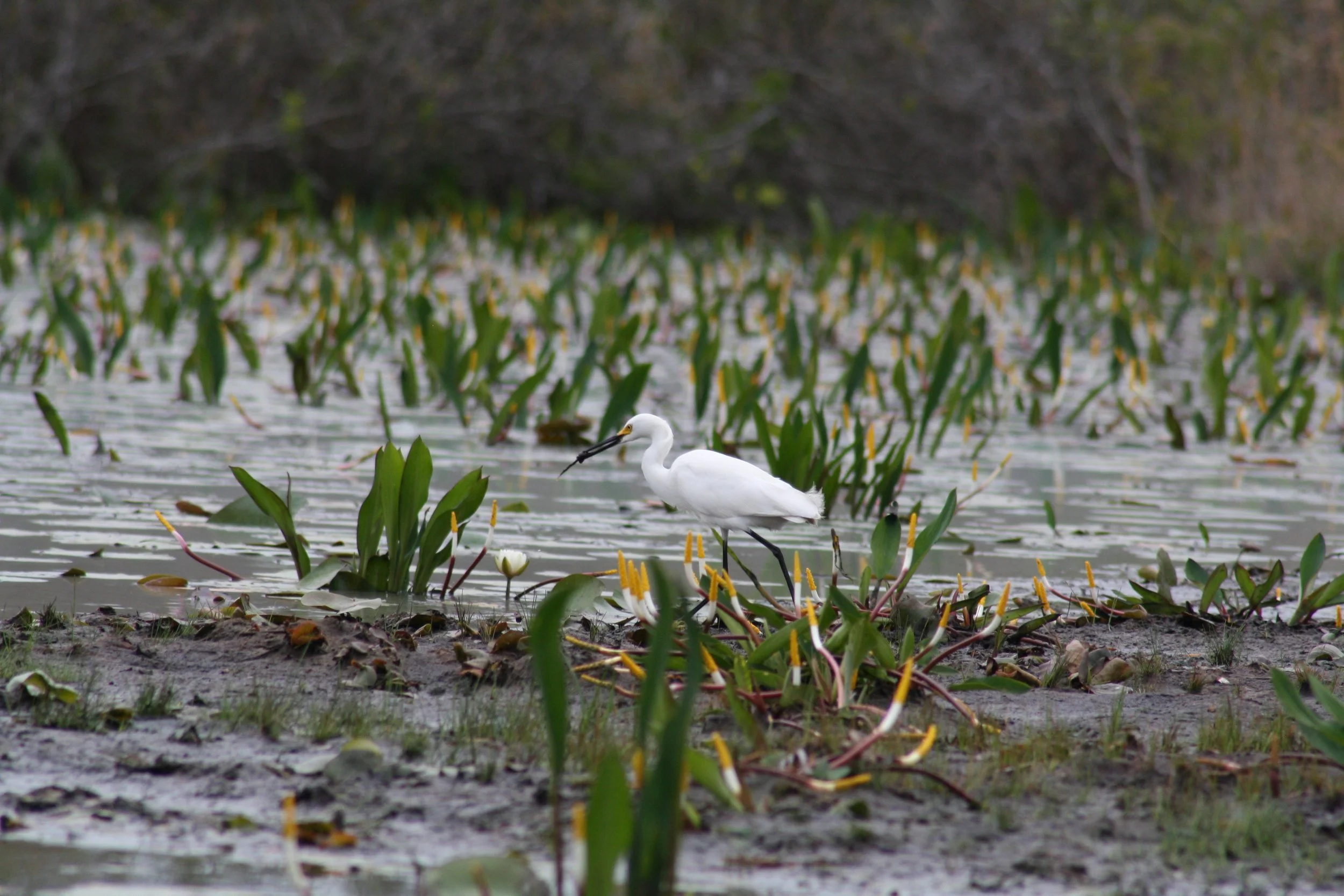 Snowy Egret, Okefenokee Swamp, GA, 2025.
