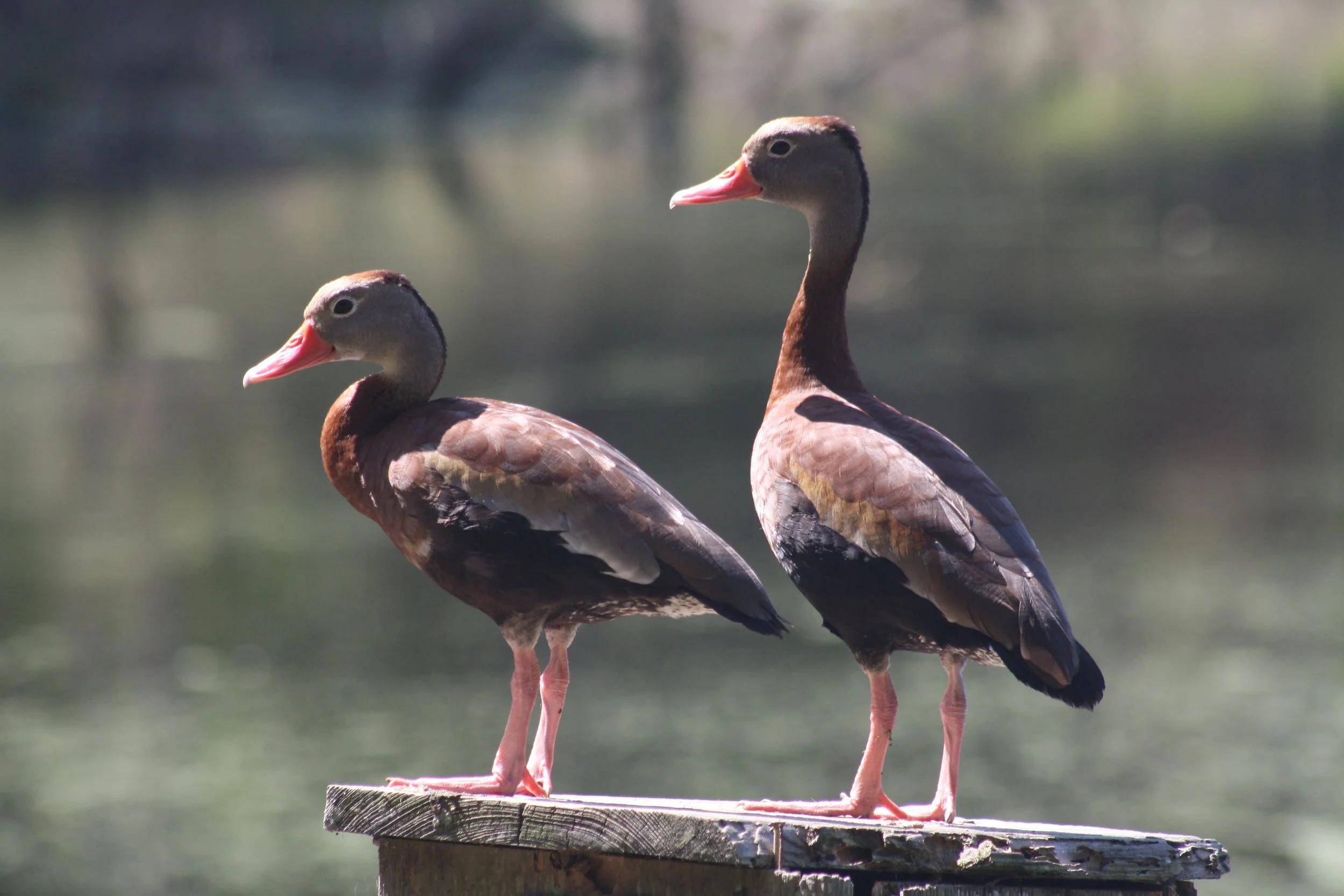 Black Bellied Whistling Duck, Hilton Head Island, SC, 2026.