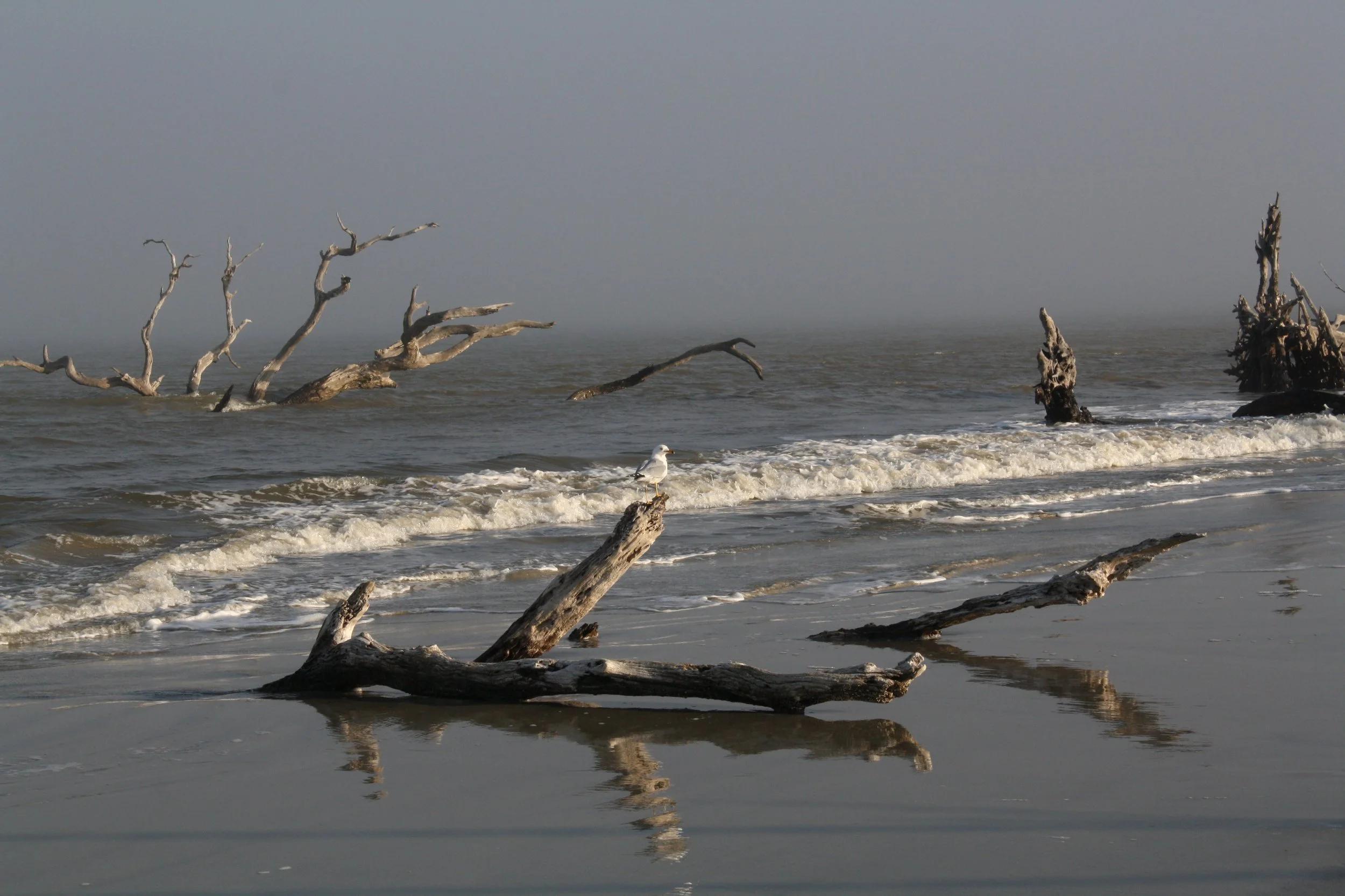 Ring Billed Gull, Jekyll Island, GA, 2025.