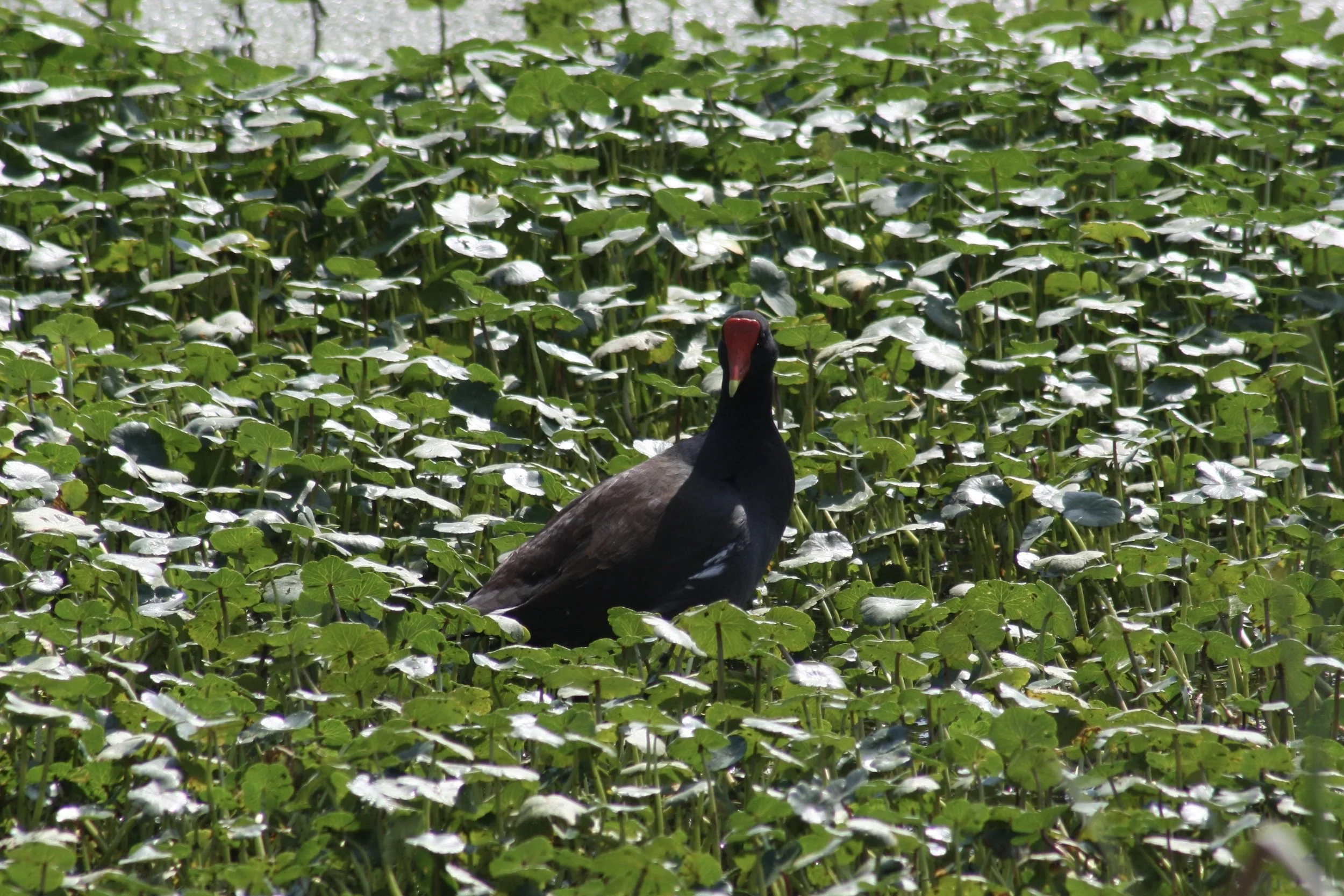 Common Gallinule, SkidawayIsland, GA, 2026.