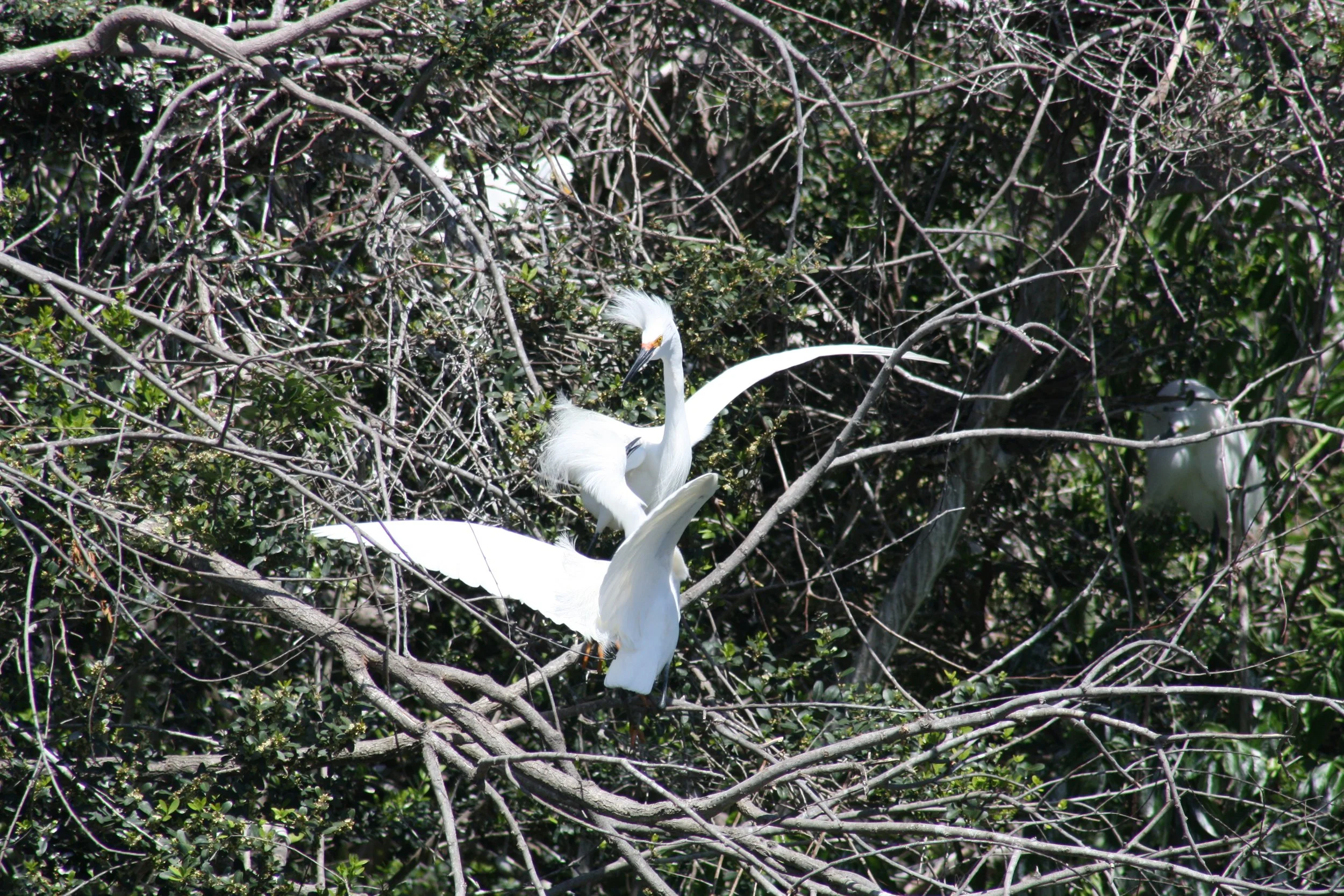 Snowy Egret, Hilton Head Island, SC, 2026.