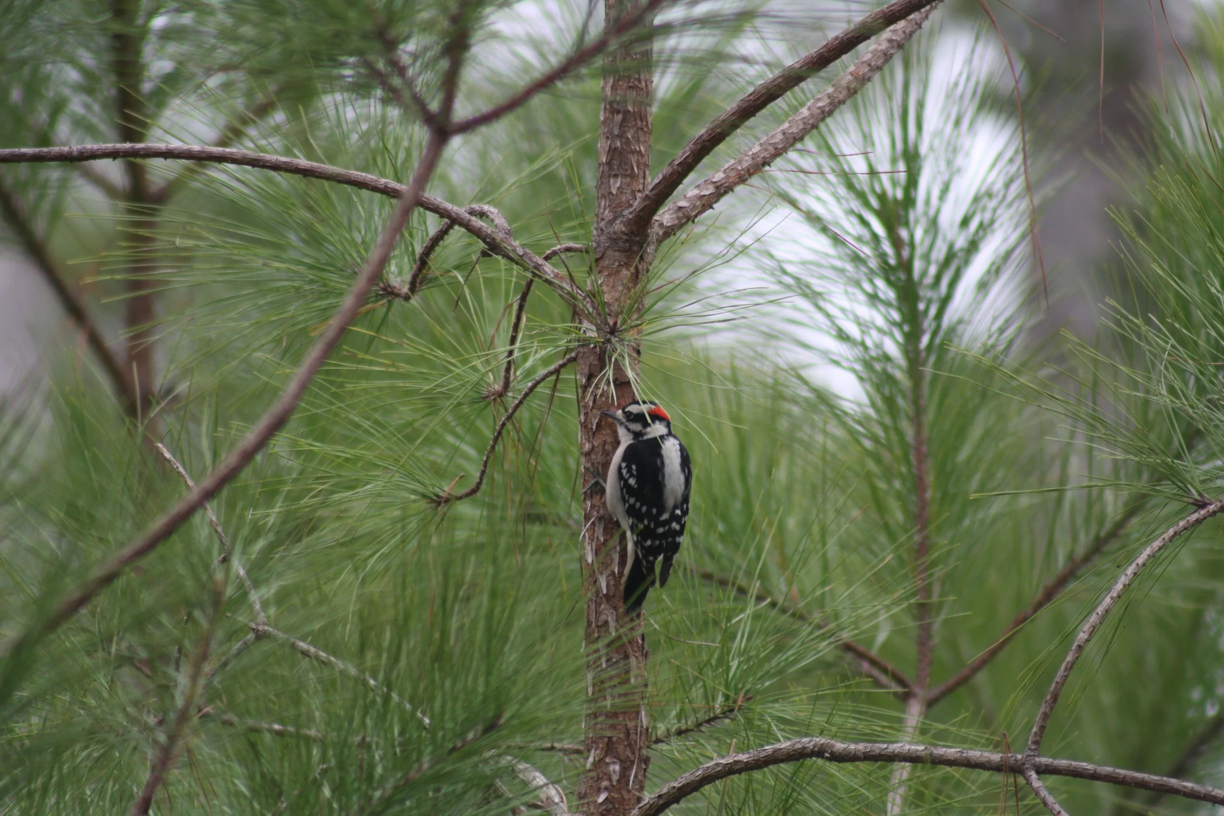 Downy Woodpecker, Skidaway Island, GA, 2025.
