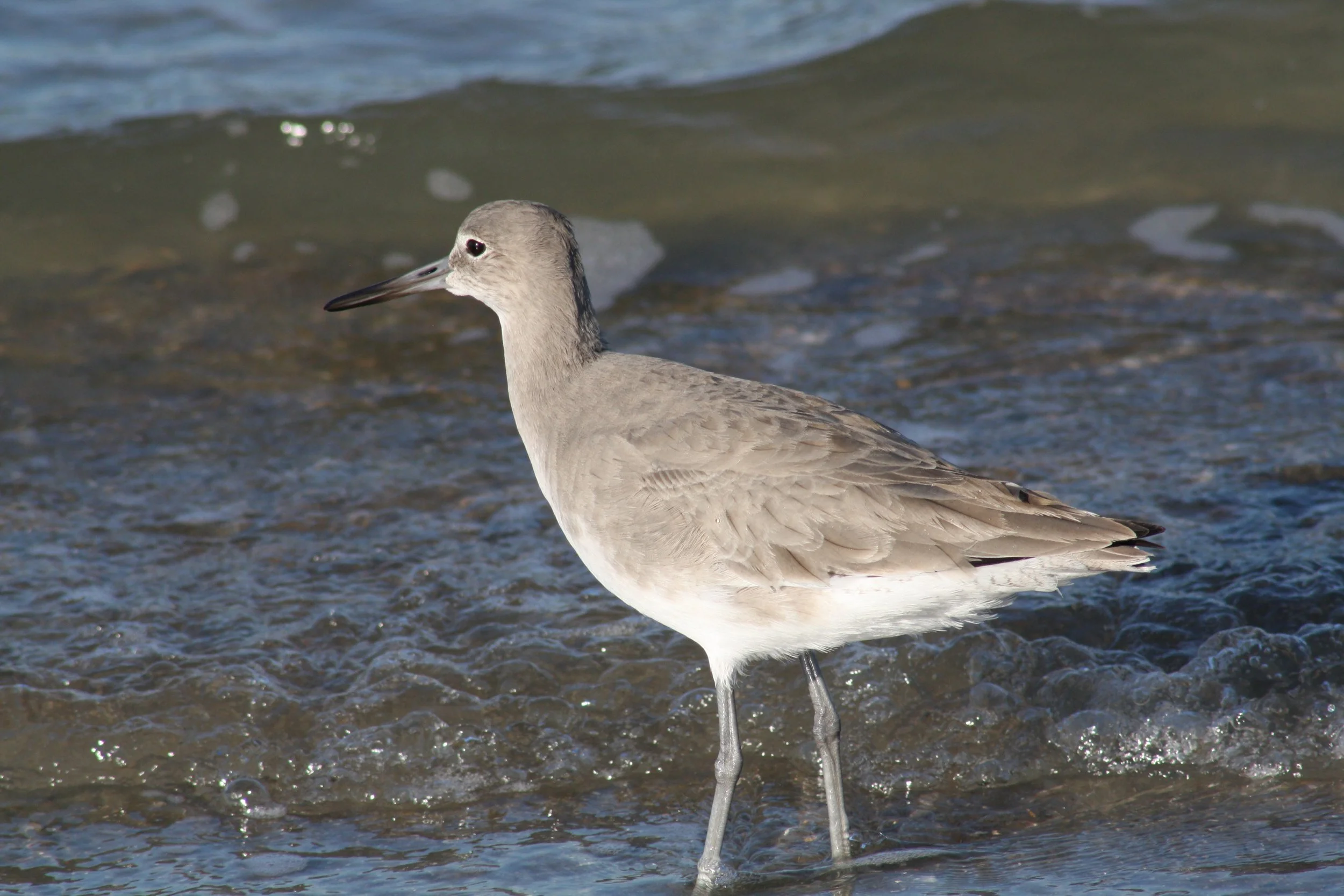 Willet, Tybee Island, GA, 2025.