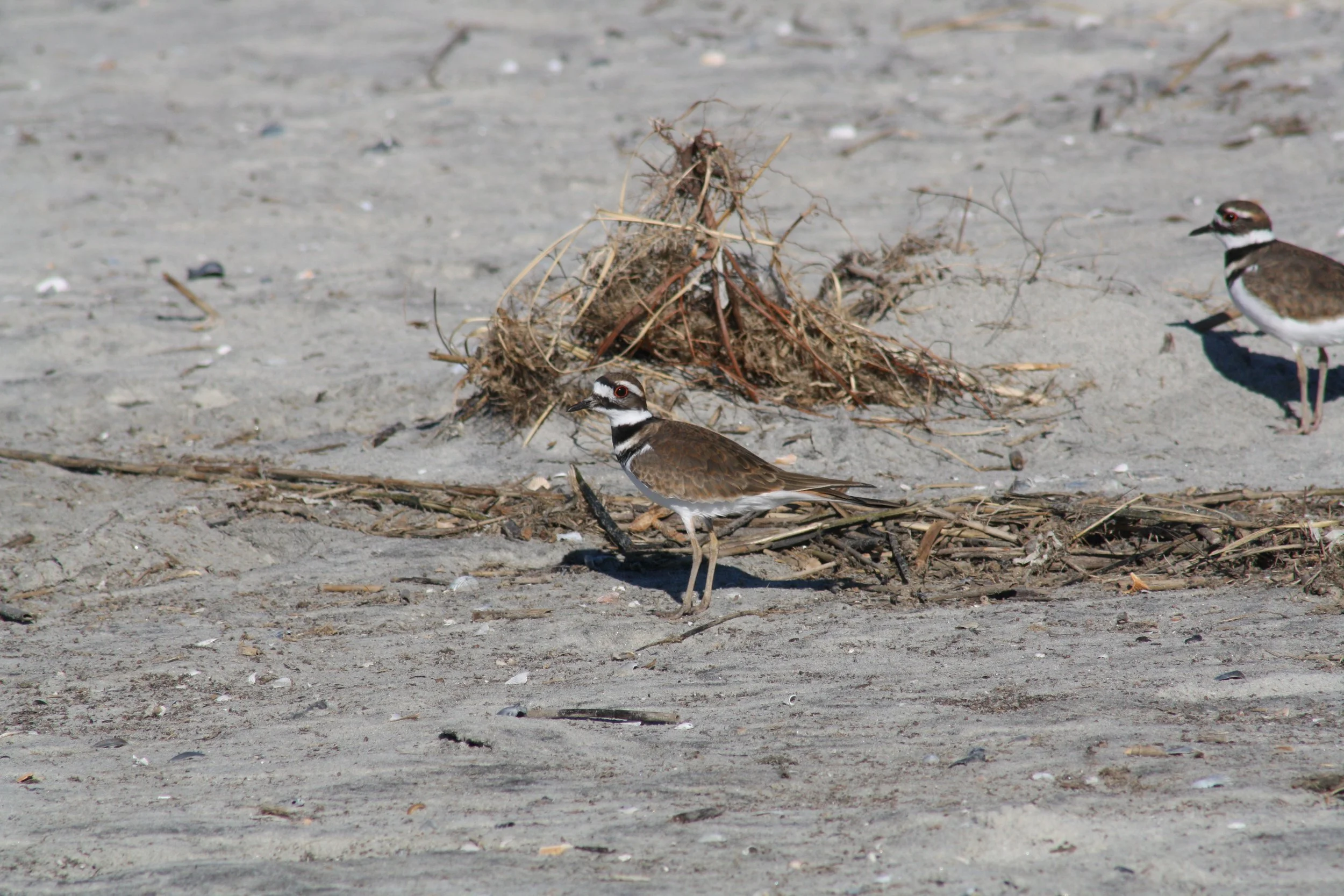 Killdeer, Tybee Island, GA, 2025.