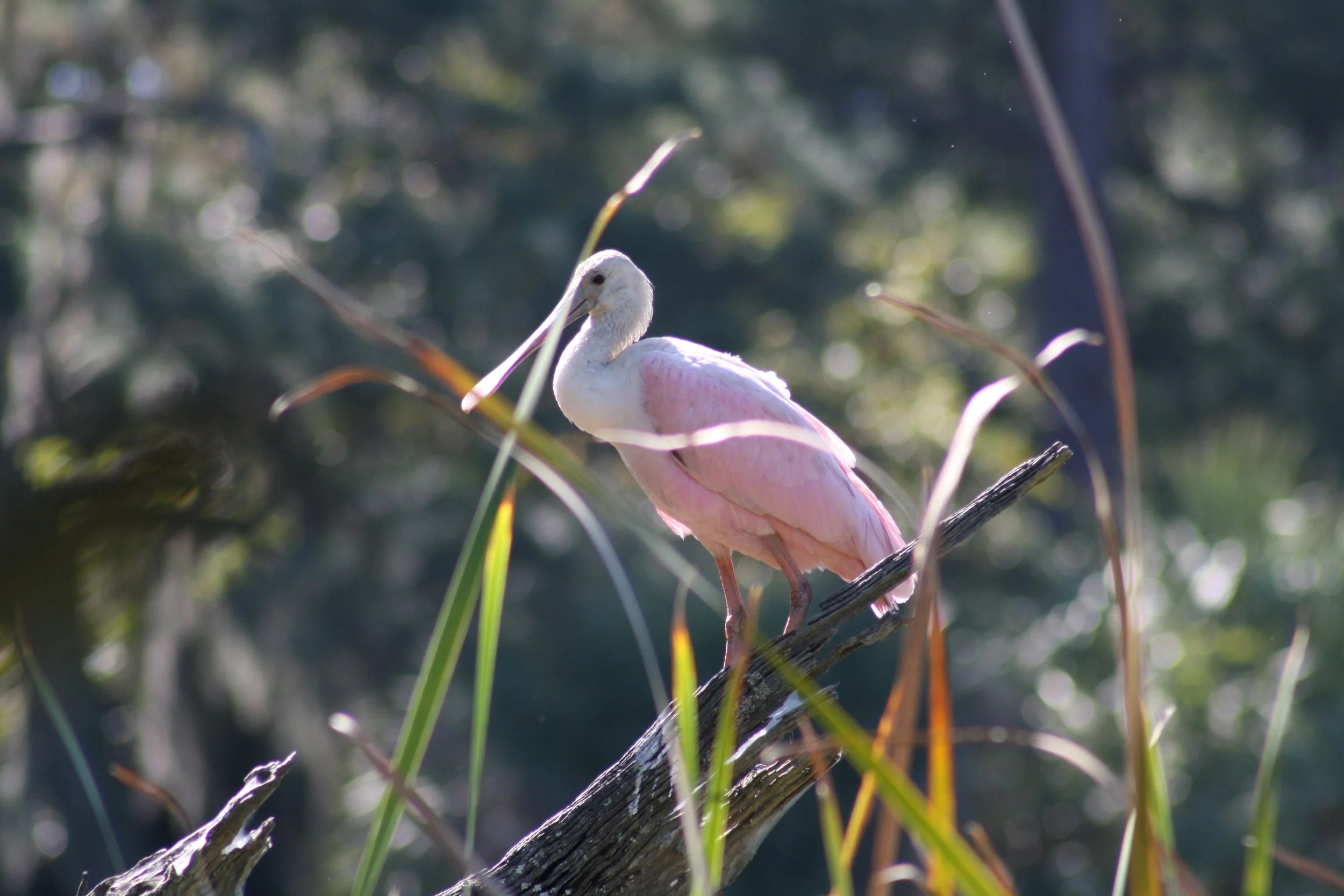 Roseate Spoonbill, Skidaway Island, GA, 2025.