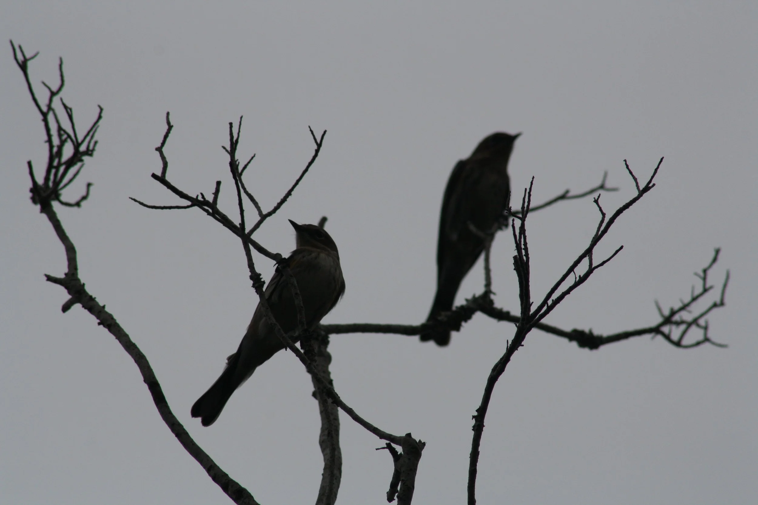 Yellow Rumped Warbler, Skidaway Island, GA, 2025.