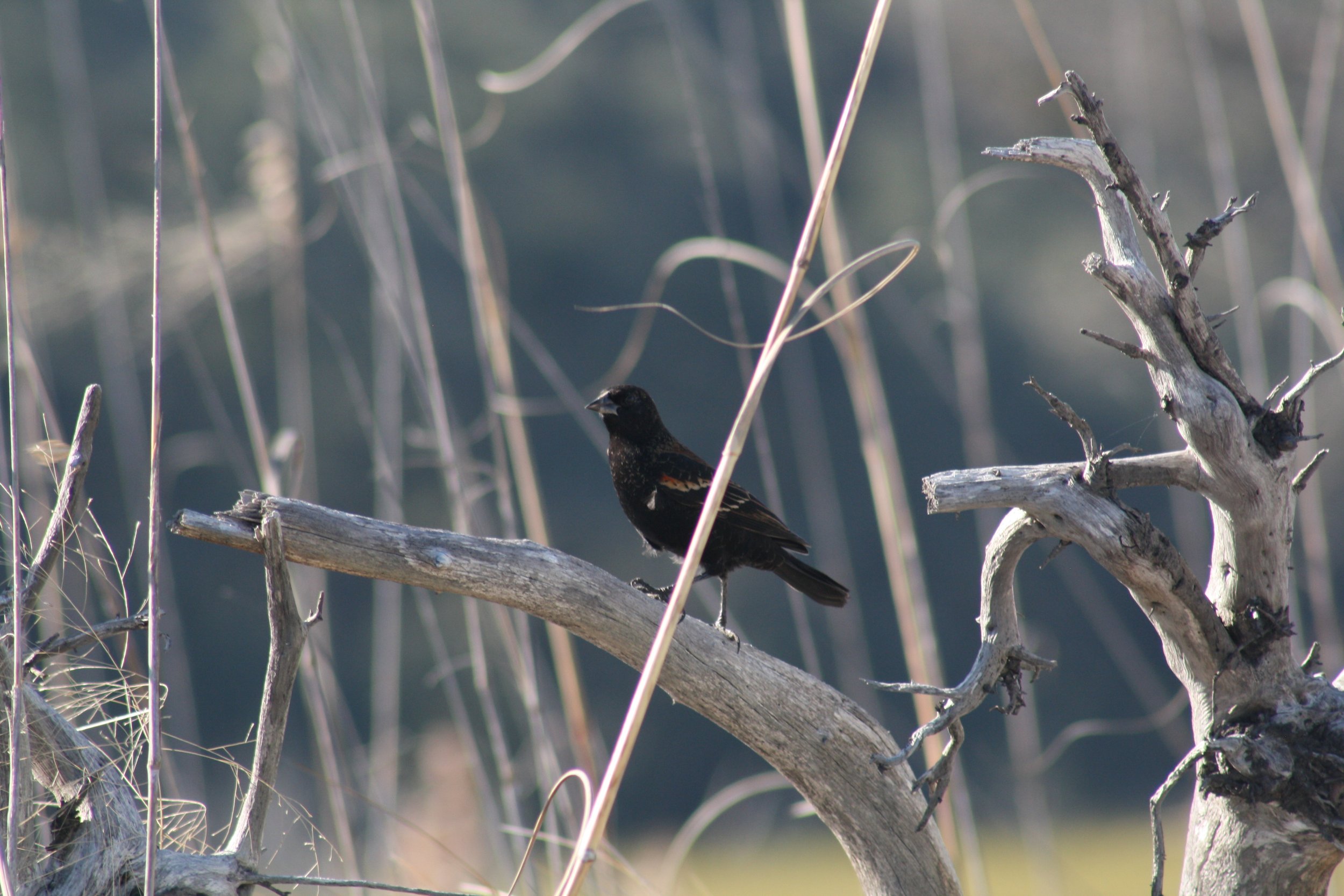 Red Winged Blackbird, Jekyll Island, GA, 2025.