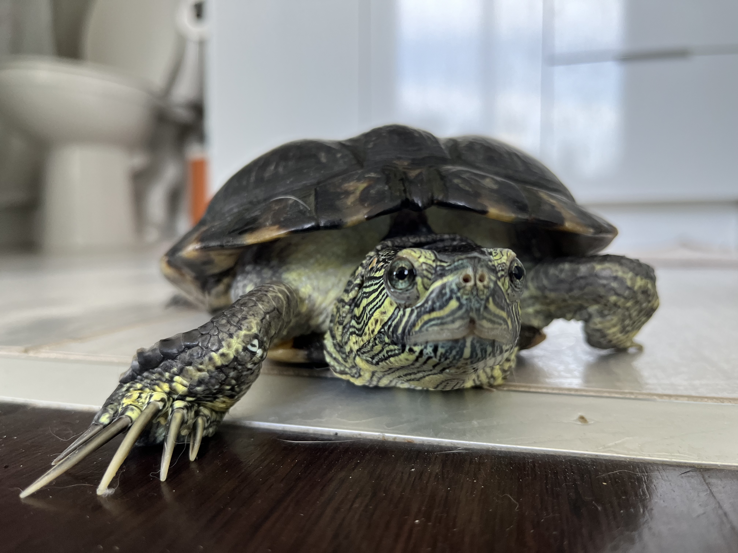 Swimmy, Red Eared Slider, Atlanta, GA, 2024.