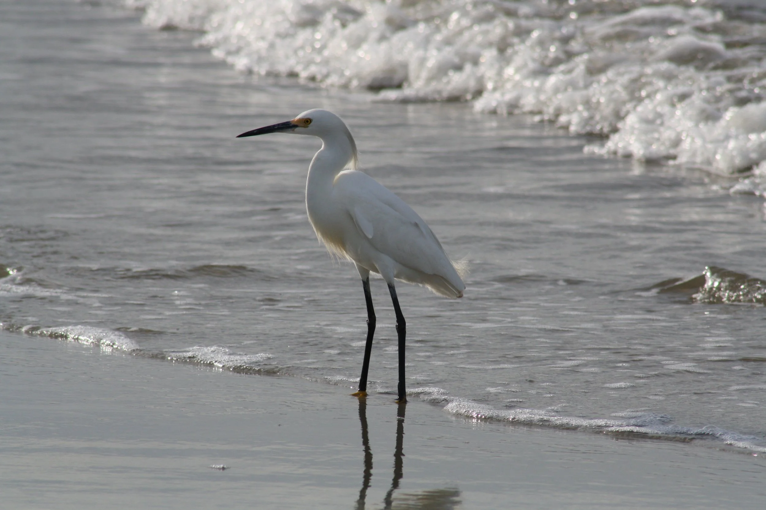 Snowy Egret, St. Simon's Island, GA, 2025.