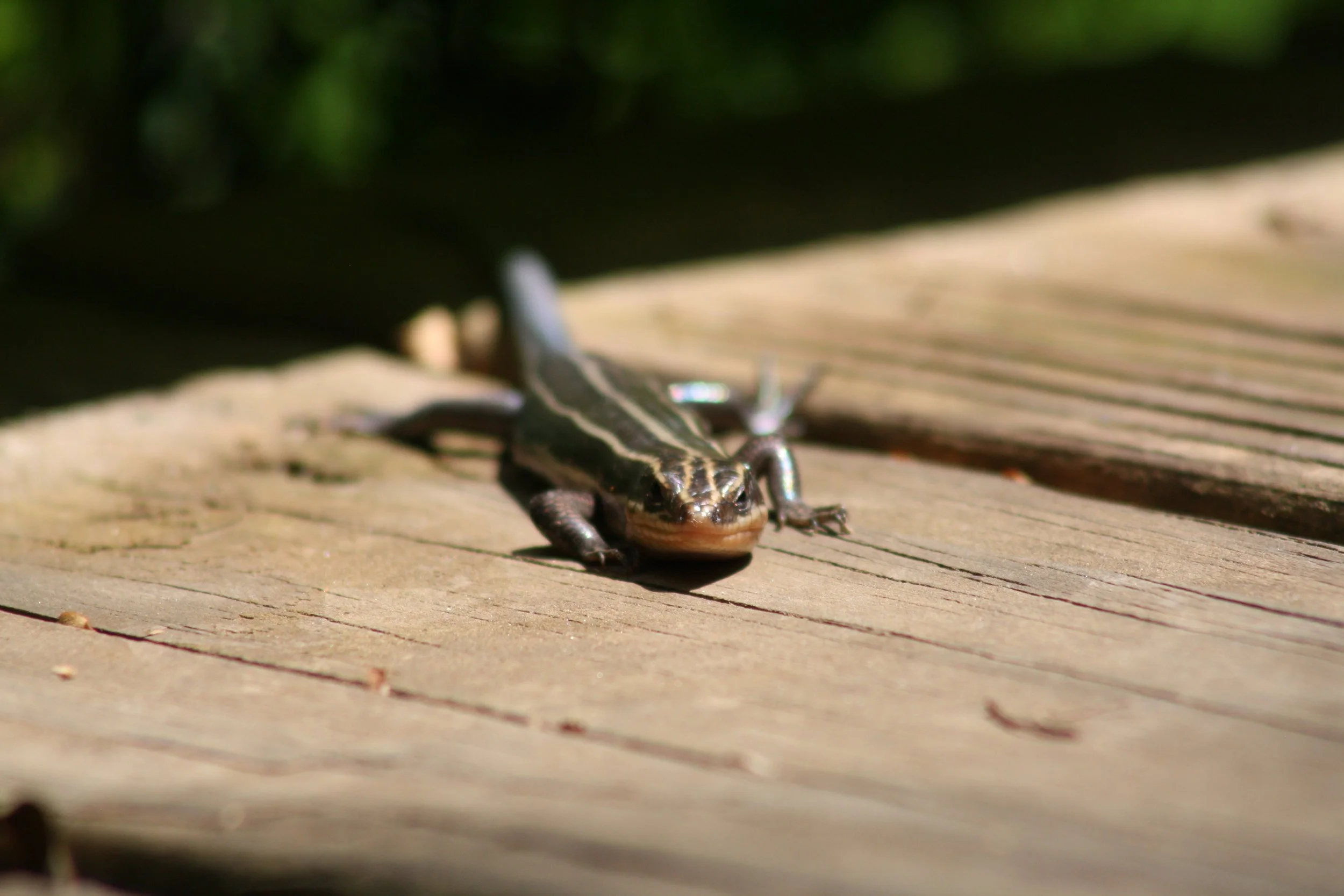 Five Lined Skink, Suwanee, GA, 2025.