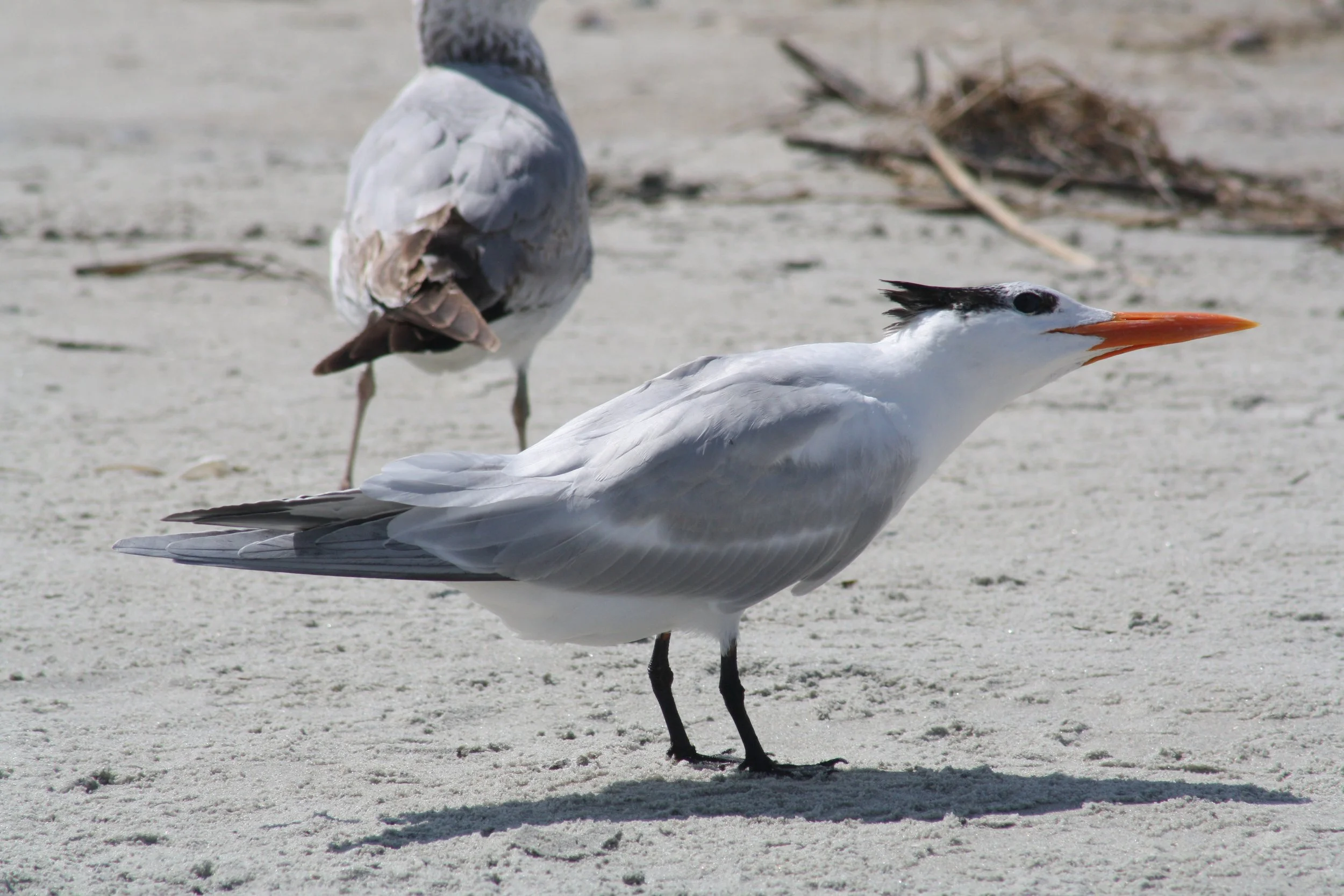 Royal Tern, Tybee Island, GA, 2026.