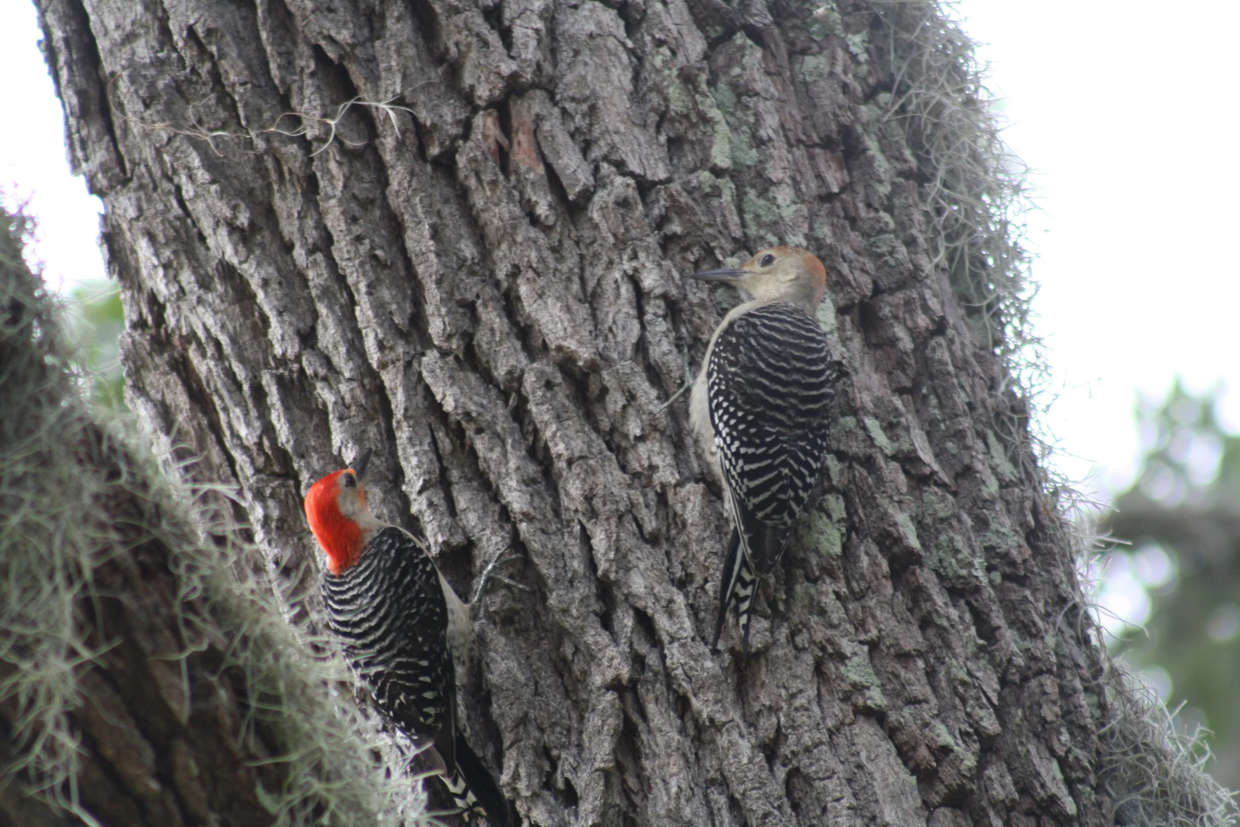 Red Bellied Woodpecker, Jekyll Island, GA, 2025.