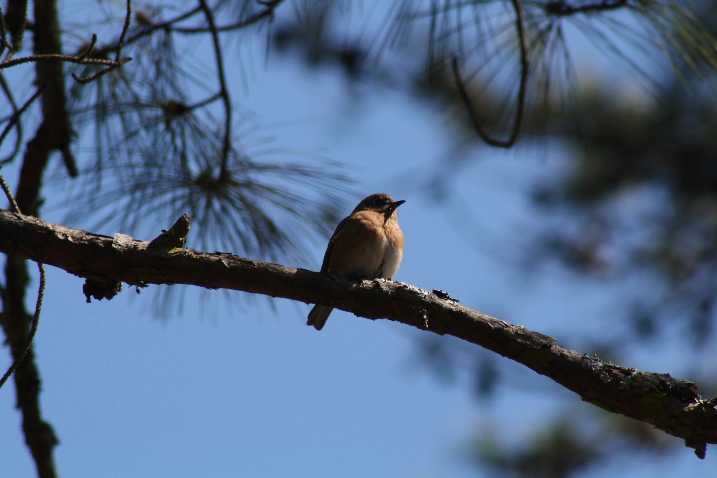 Eastern Bluebird, Atlanta, GA, 2025.