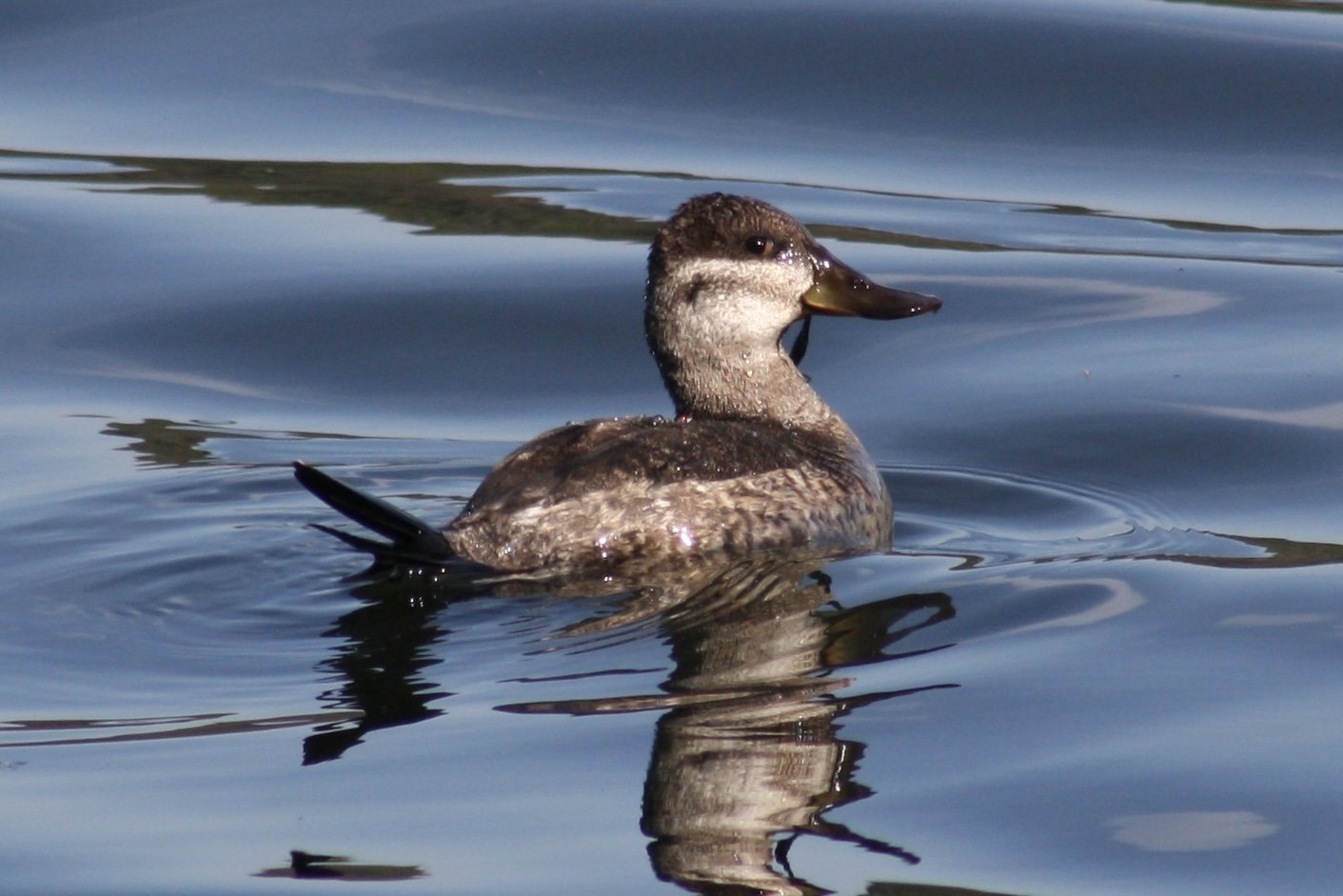 Ruddy Duck, Savannah, GA, 2026.