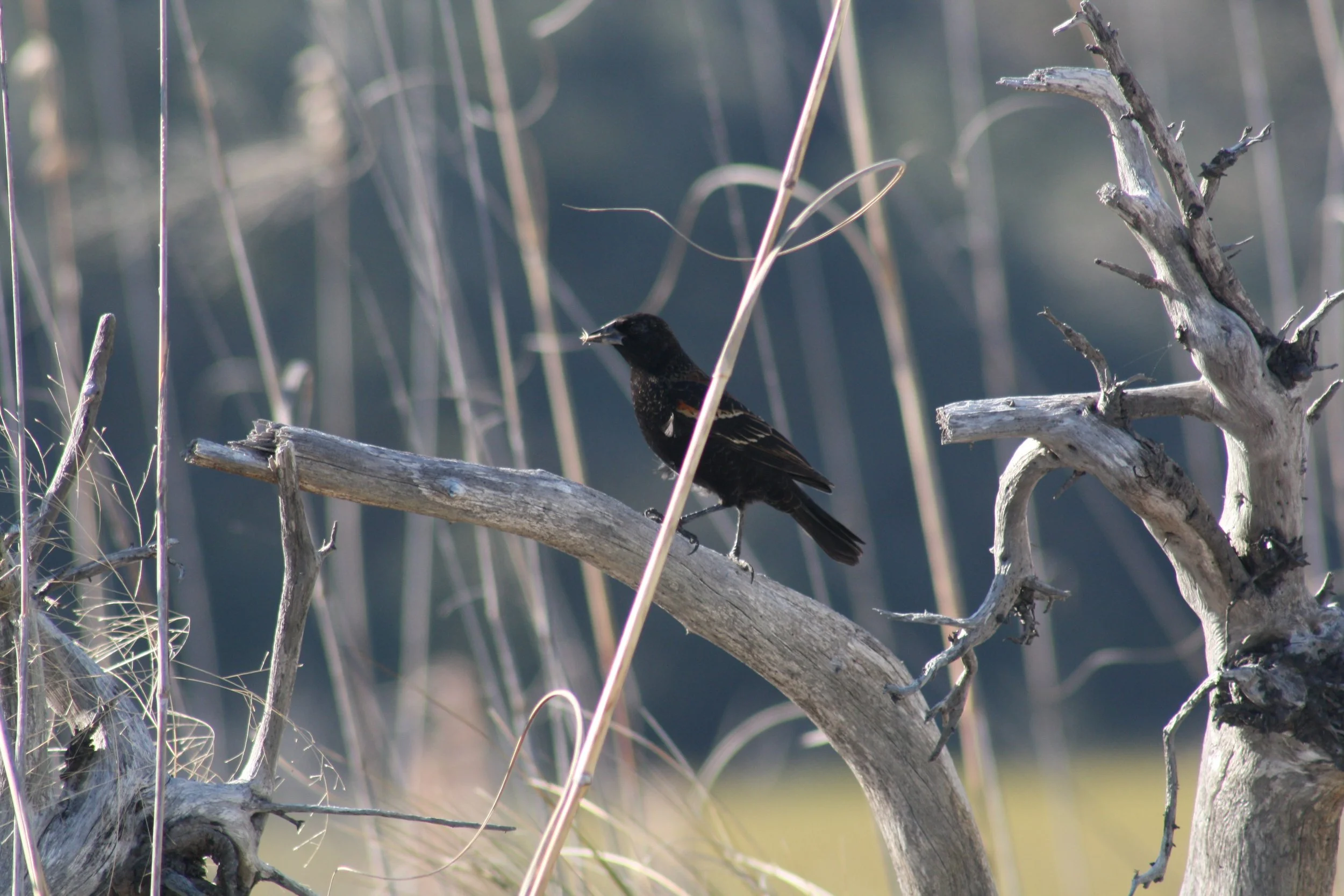 Red Winged Blackbird, Jekyll Island, GA, 2025.