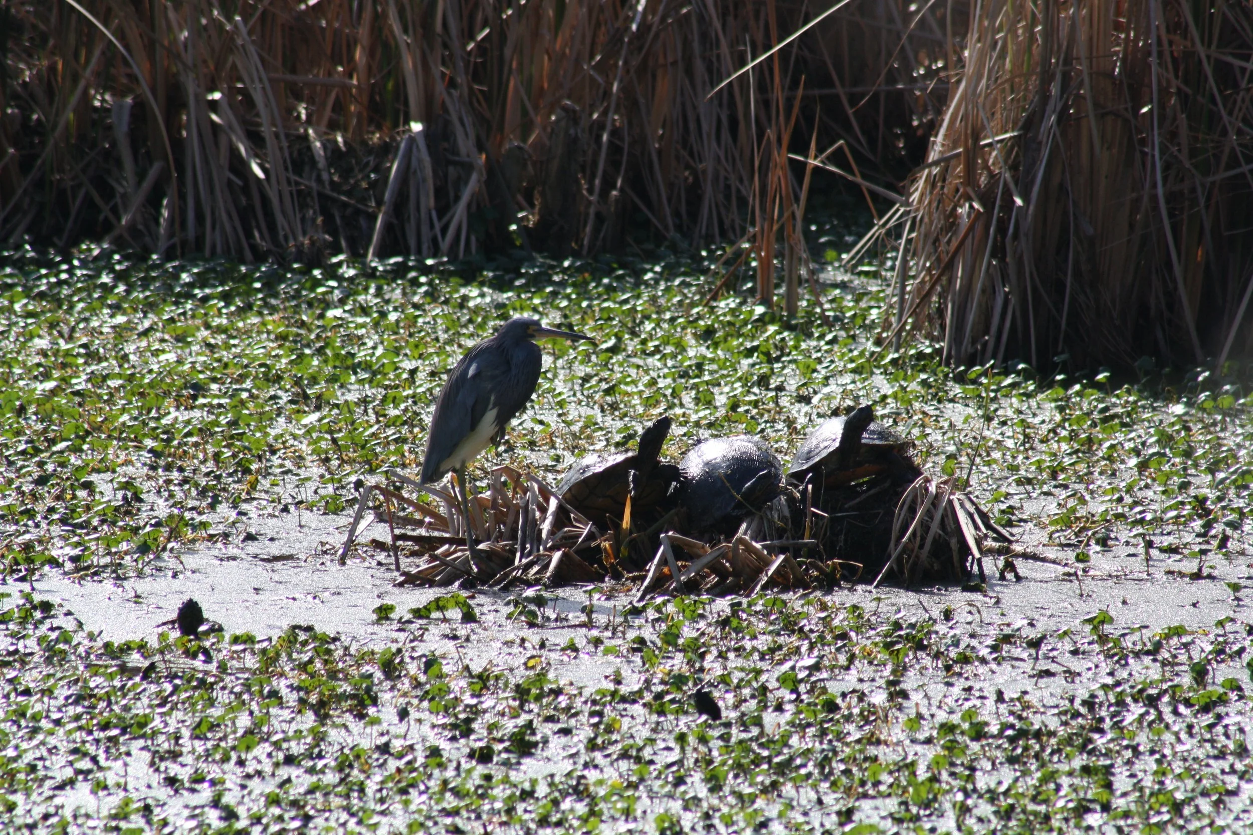 Tricolored Heron, Skidaway Island, GA, 2026.