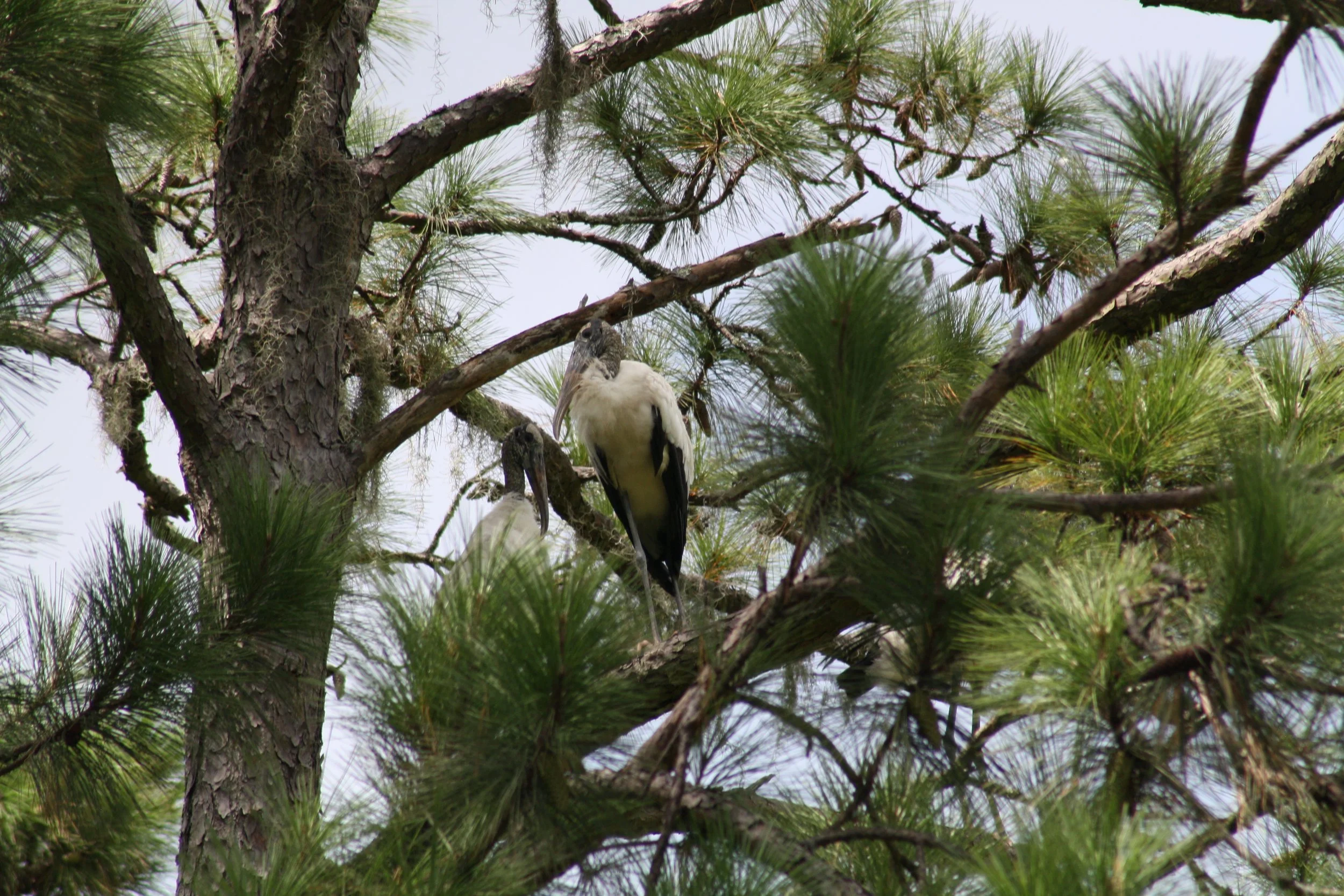 Wood Stork, Skidaway Island, GA, 2025.