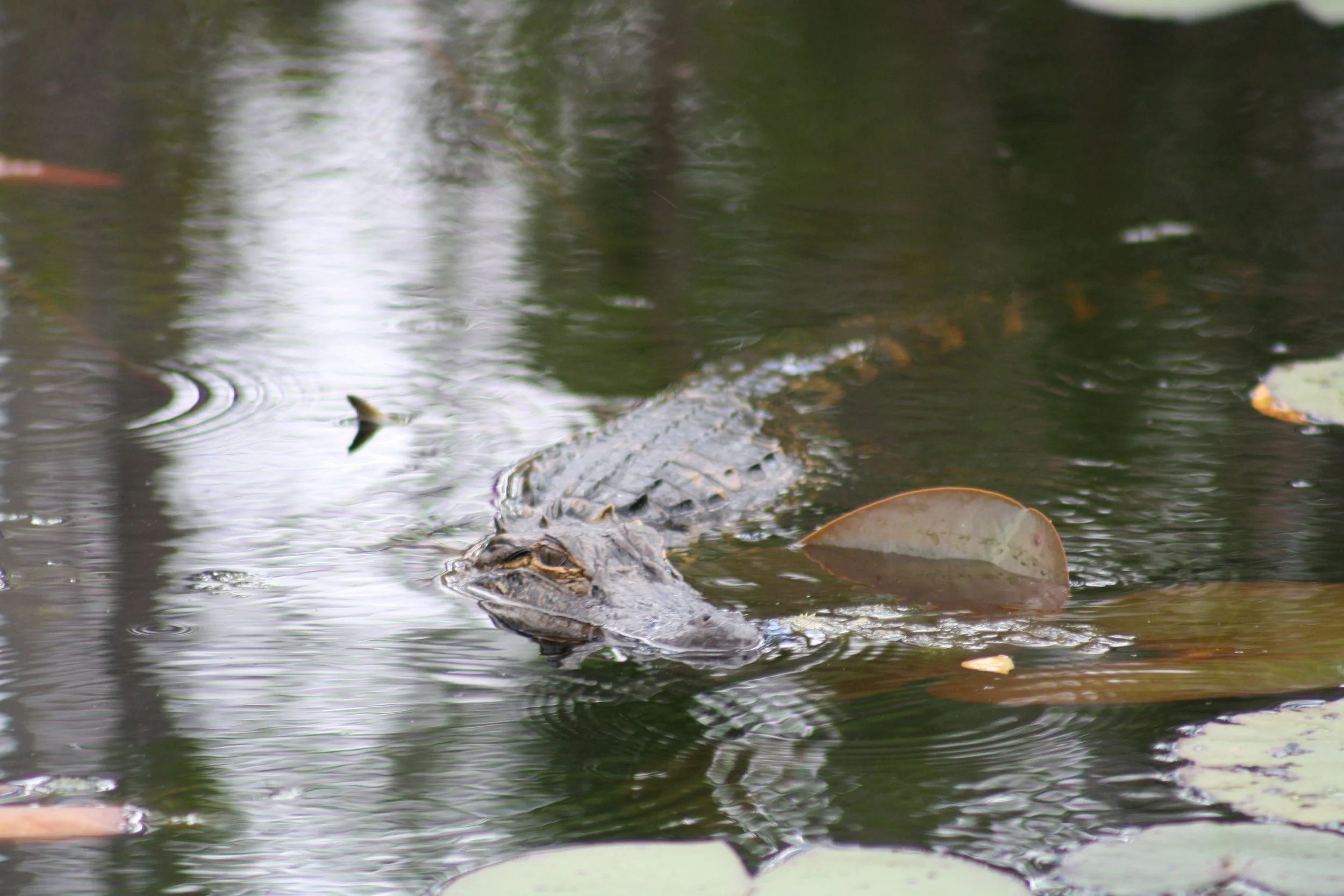 Alligator, Okefenokee Swamp, GA, 2025.