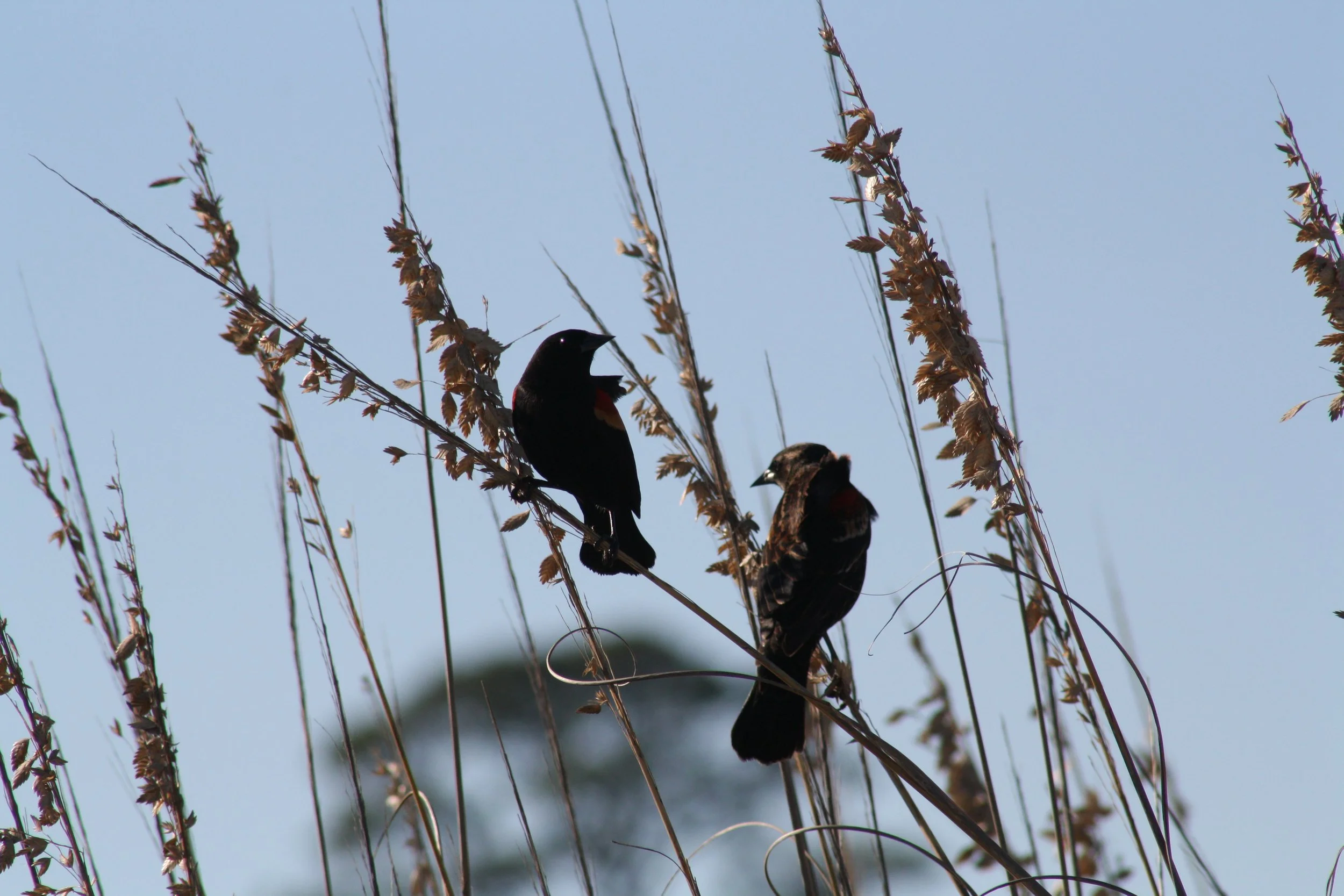 Red Winged Blackbird, Jekyll Island, GA, 2025.