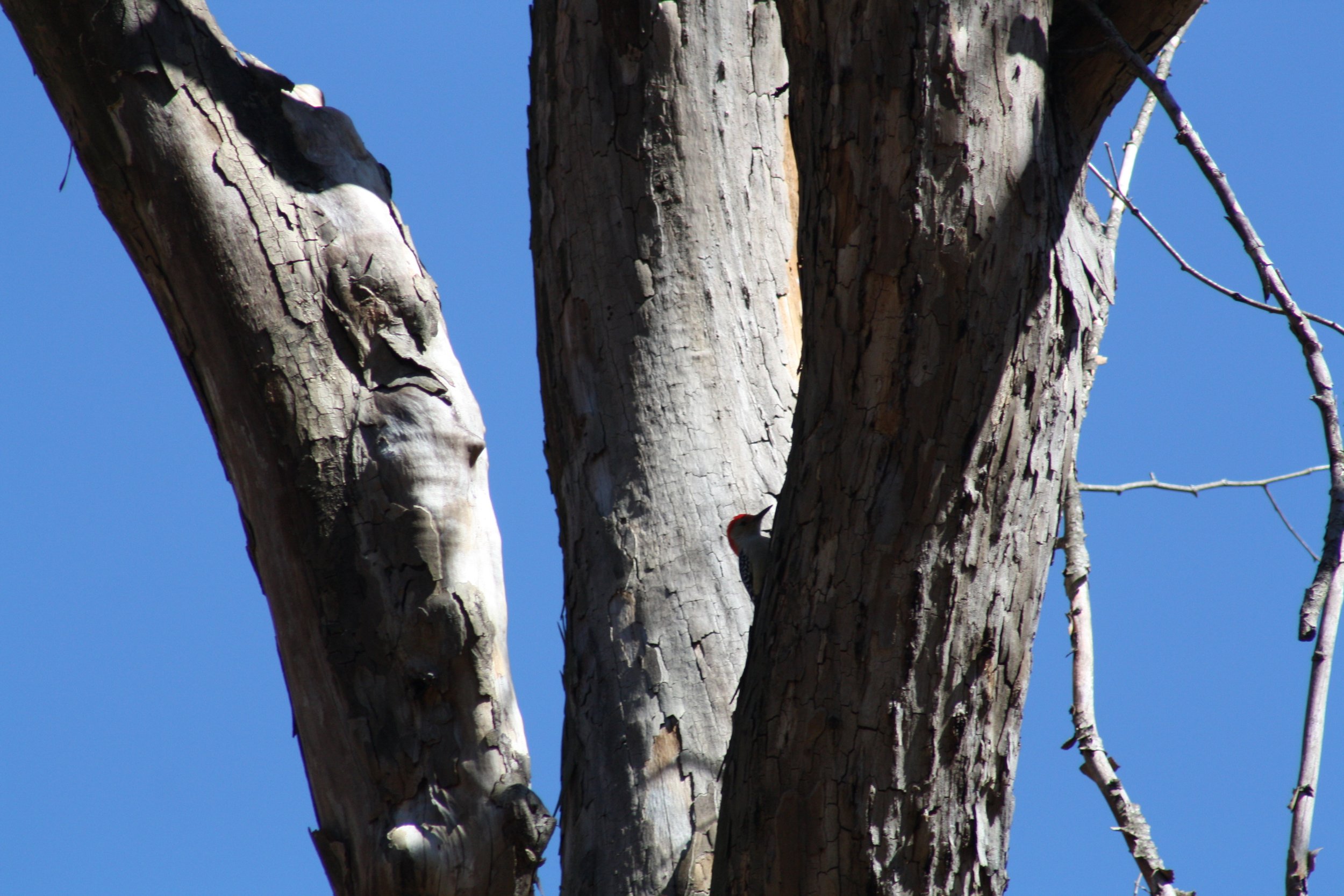 Red Bellied Woodpecker, Atlanta, GA, 2025.